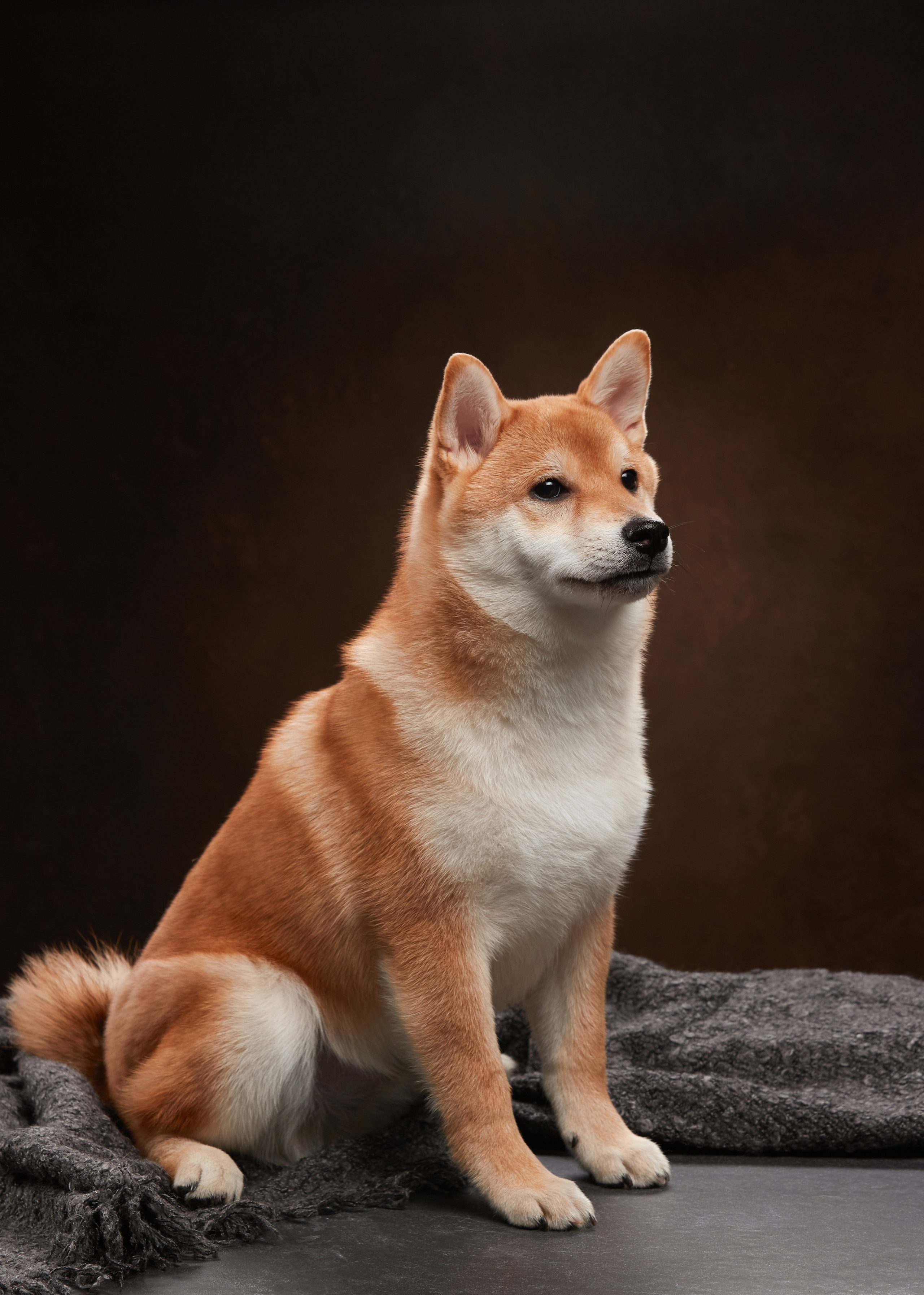 ФОТОСЪЕМКА ЩЕНКОВ НА ДОМУ. ФОТОГРАФ-АНИМАЛИСТ l LANA POLYAKOVA