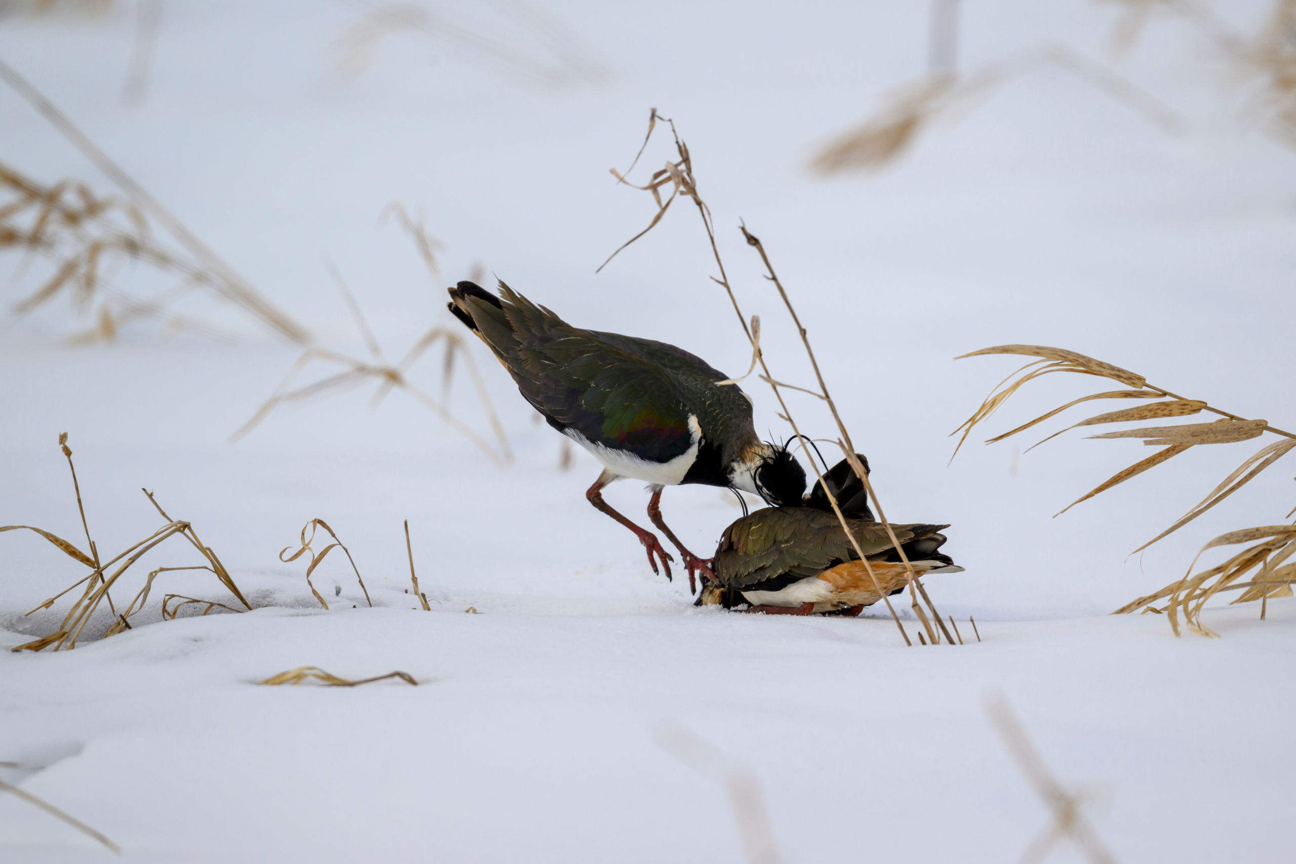 Сова, журавли и свадьба чибисов. Wildlife photography by Sergey Puponin