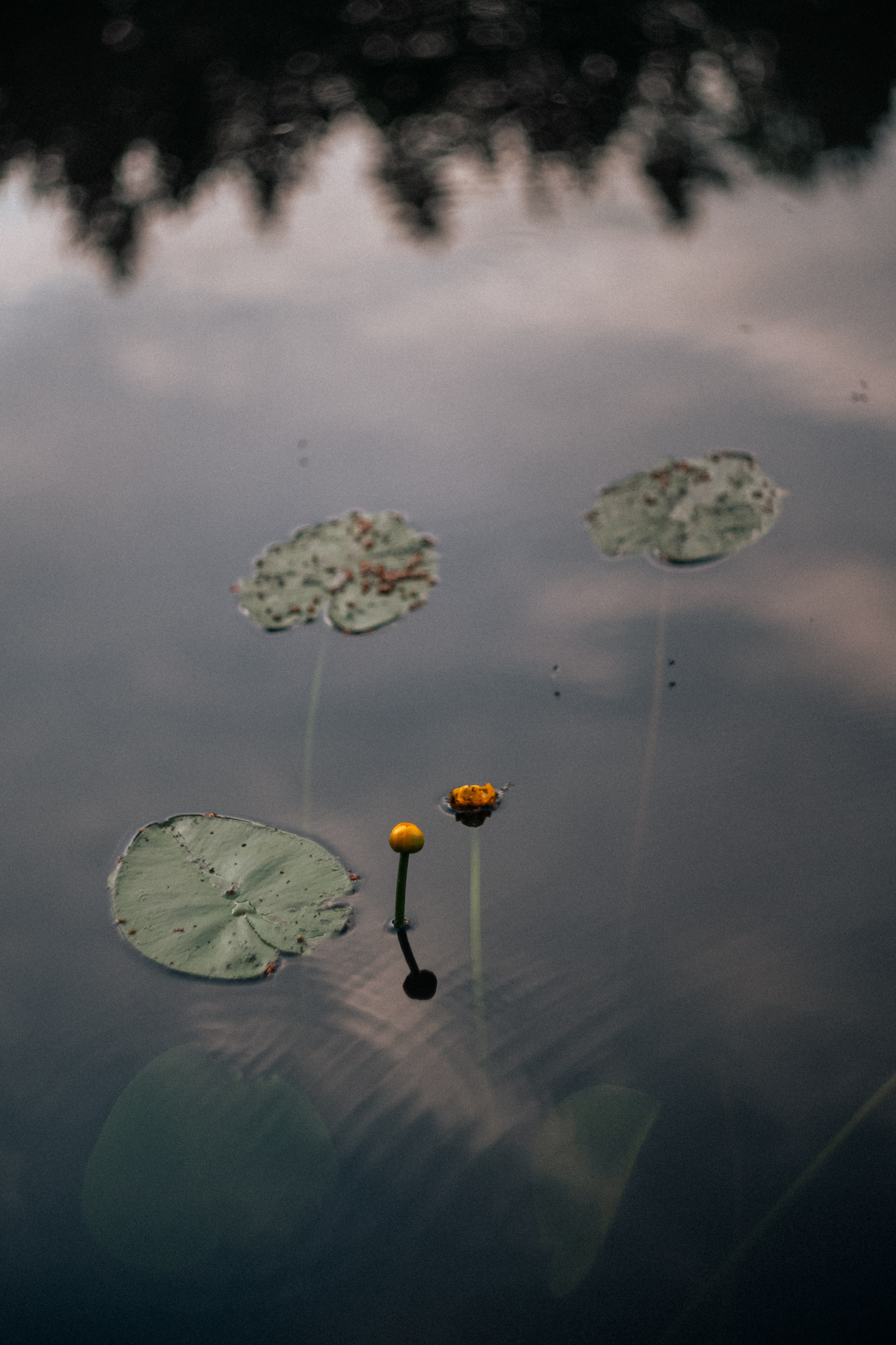 «Голливудская» связка Sony A7 III и Гелиос 44-2. Юля Дэй • Фотограф, Санкт-Петербург