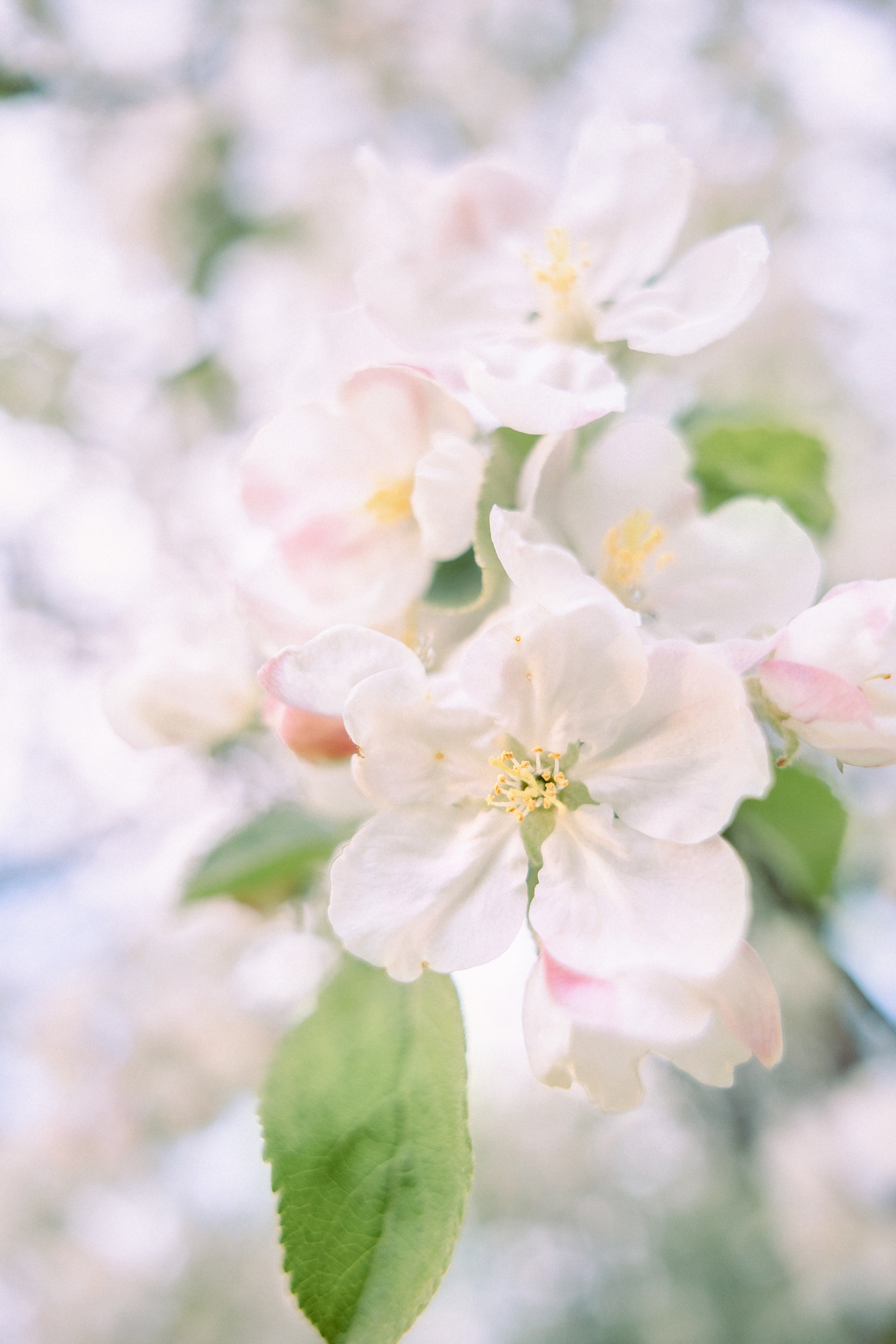 Коломенский парк