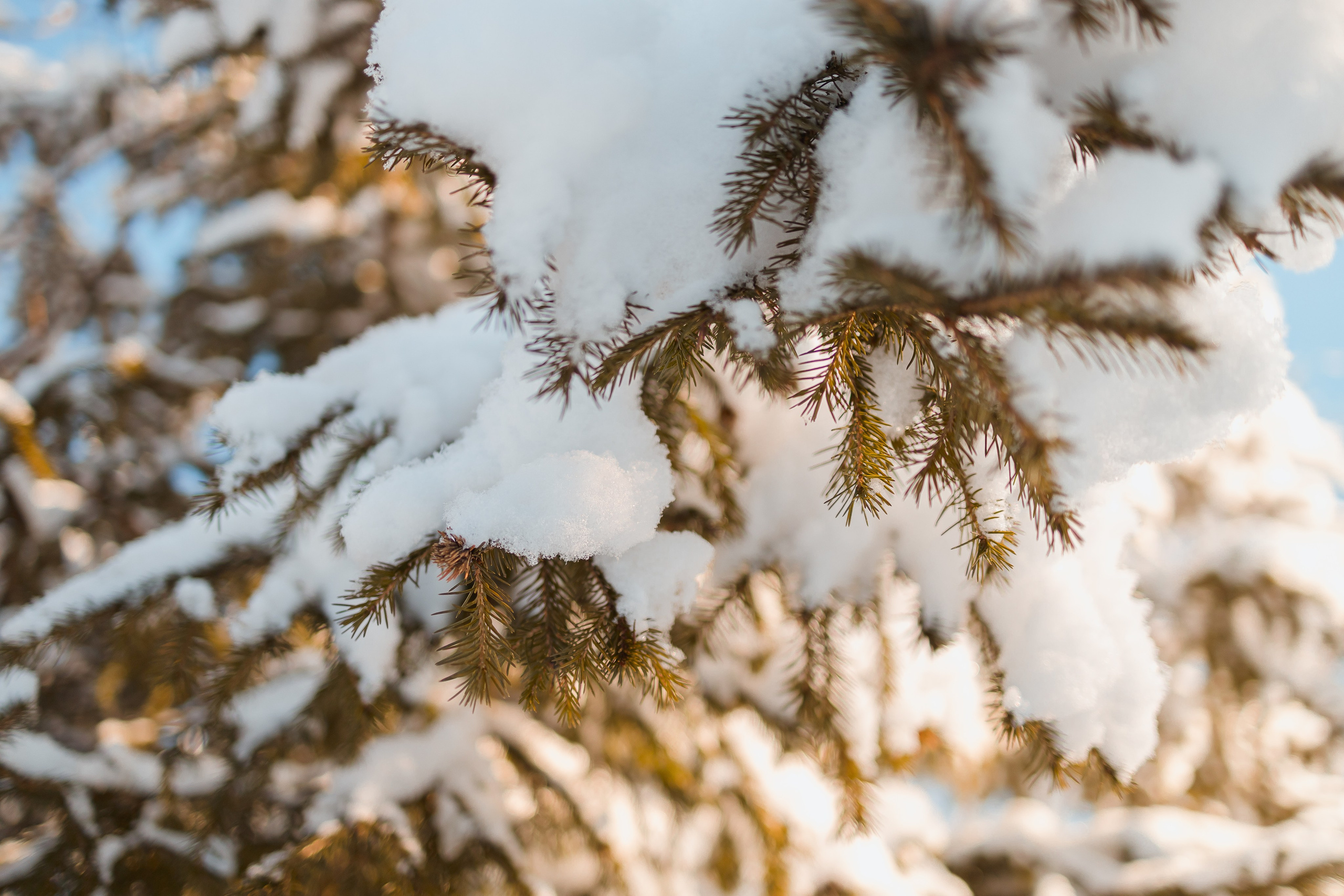 Зима 2023, -30. Семейный и детский фотограф в Железногорске Саламахо Ольга
