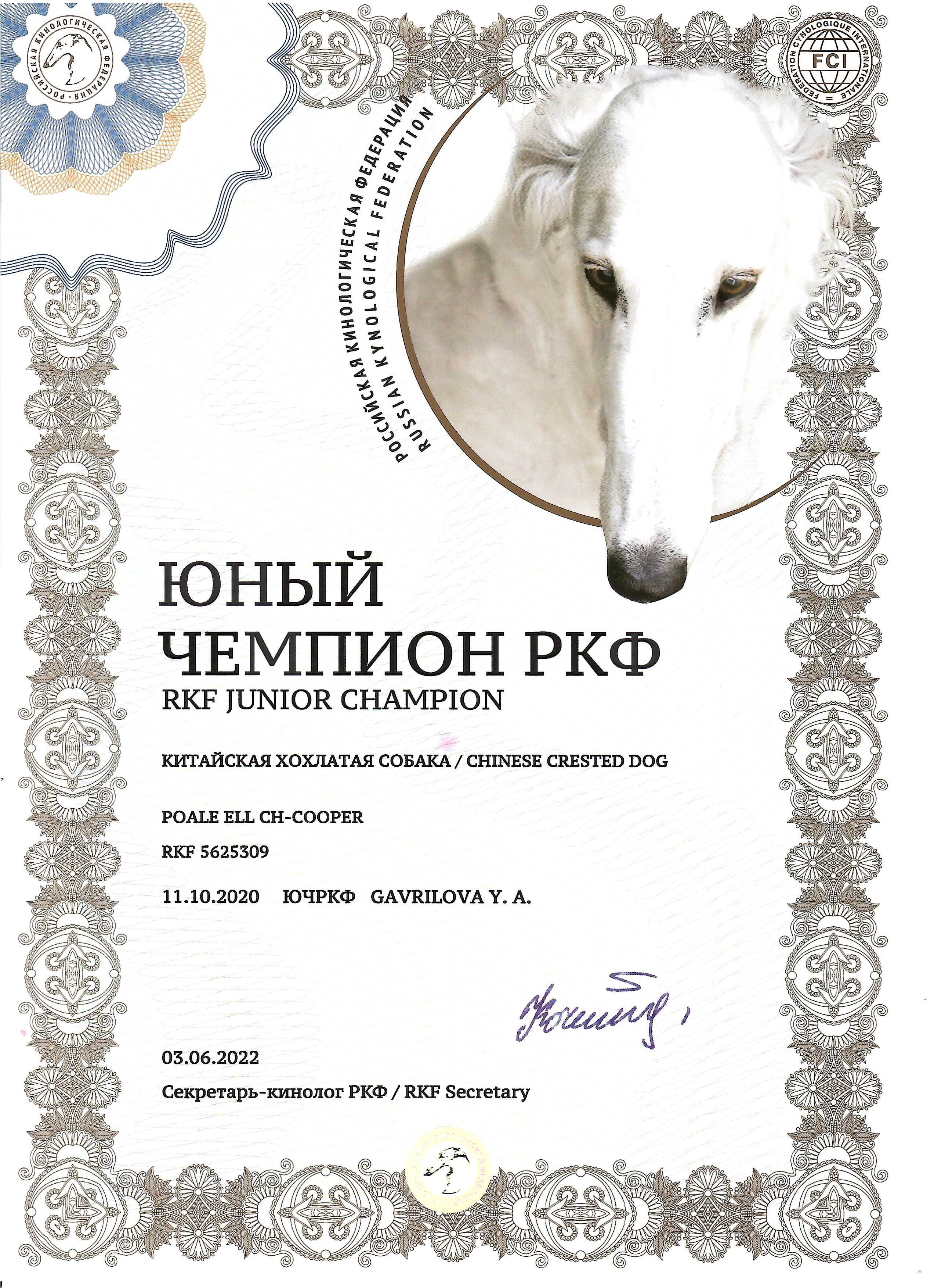 Poale Ell Cooper. Chinese Crested Dog Kennel Poale Ell