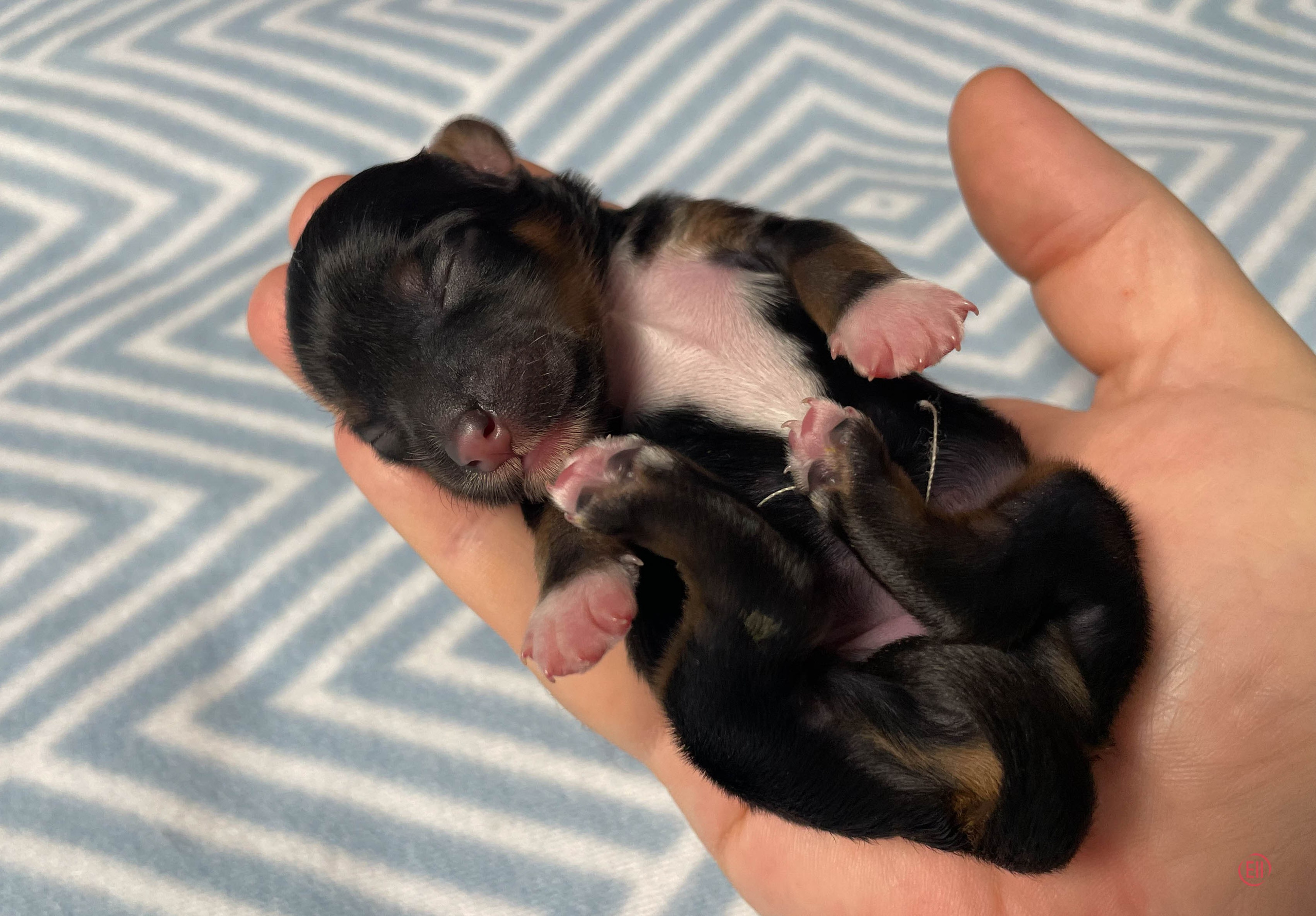 День рождения. Пуховая девочка.