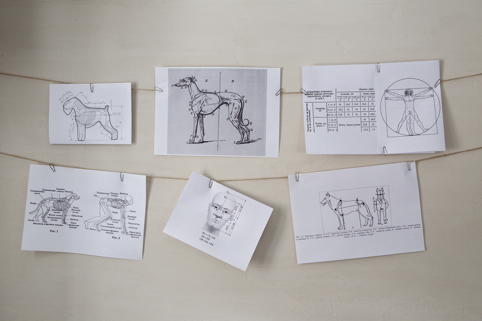 Стандарт. Фотограф Ольга Кардашова