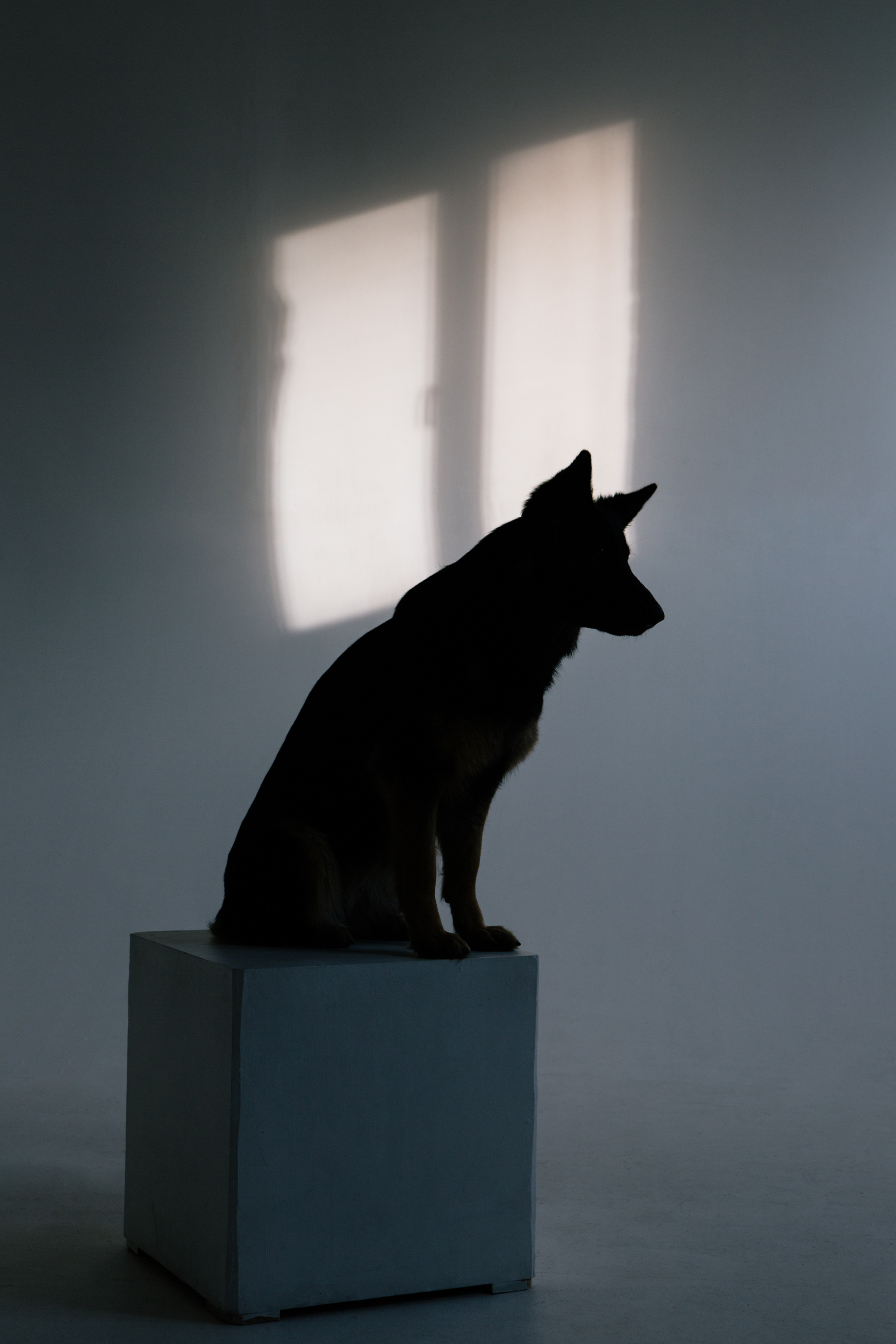 Стандарт. Фотограф Ольга Кардашова