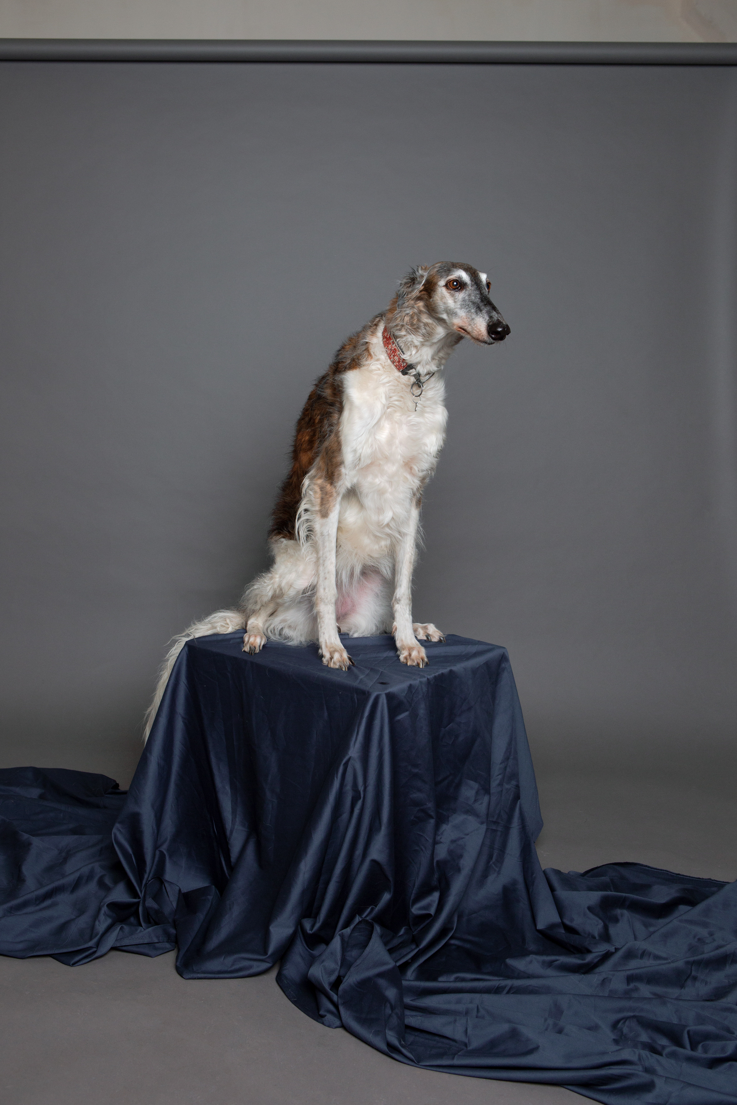 Стандарт. Фотограф Ольга Кардашова