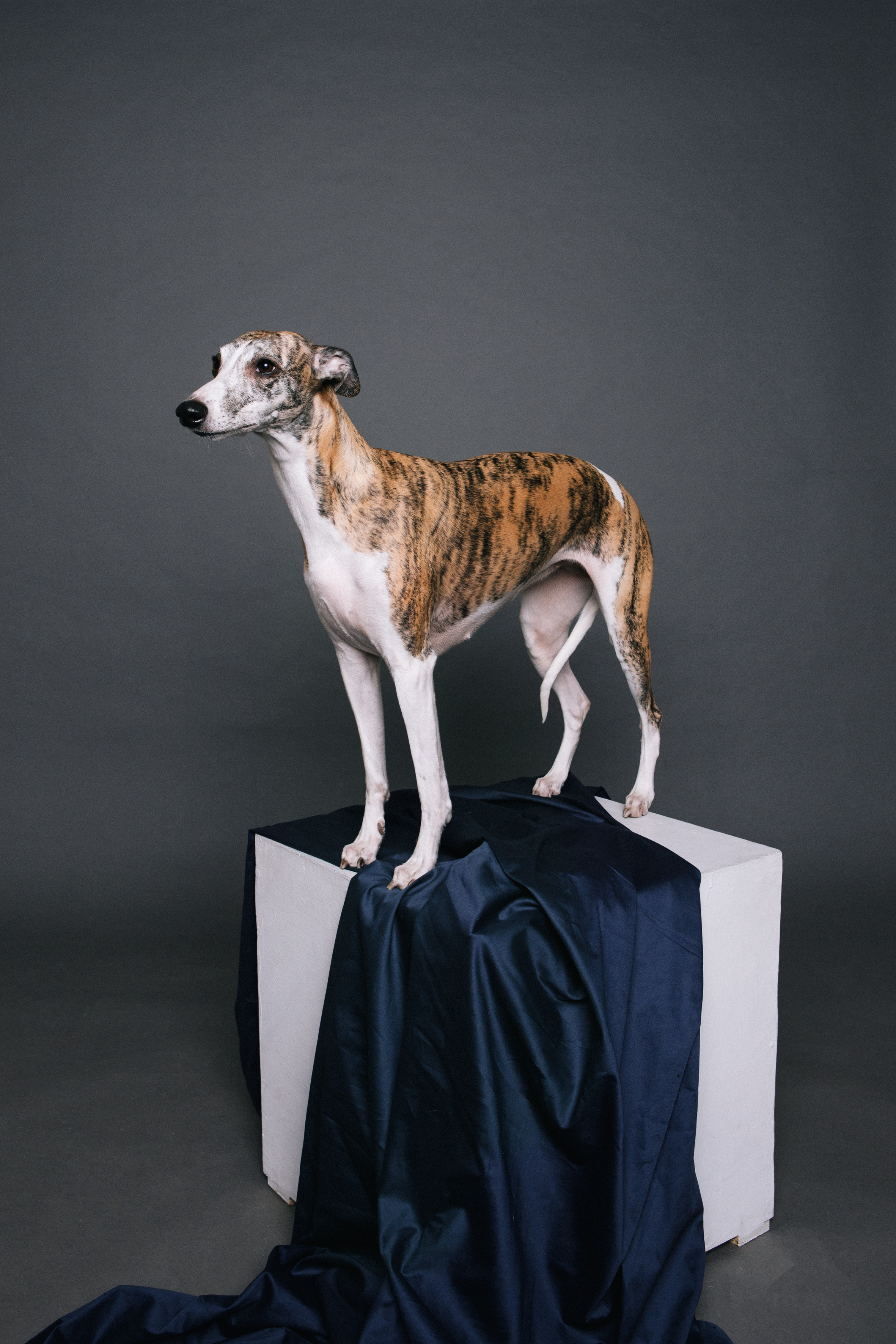 Стандарт. Фотограф Ольга Кардашова