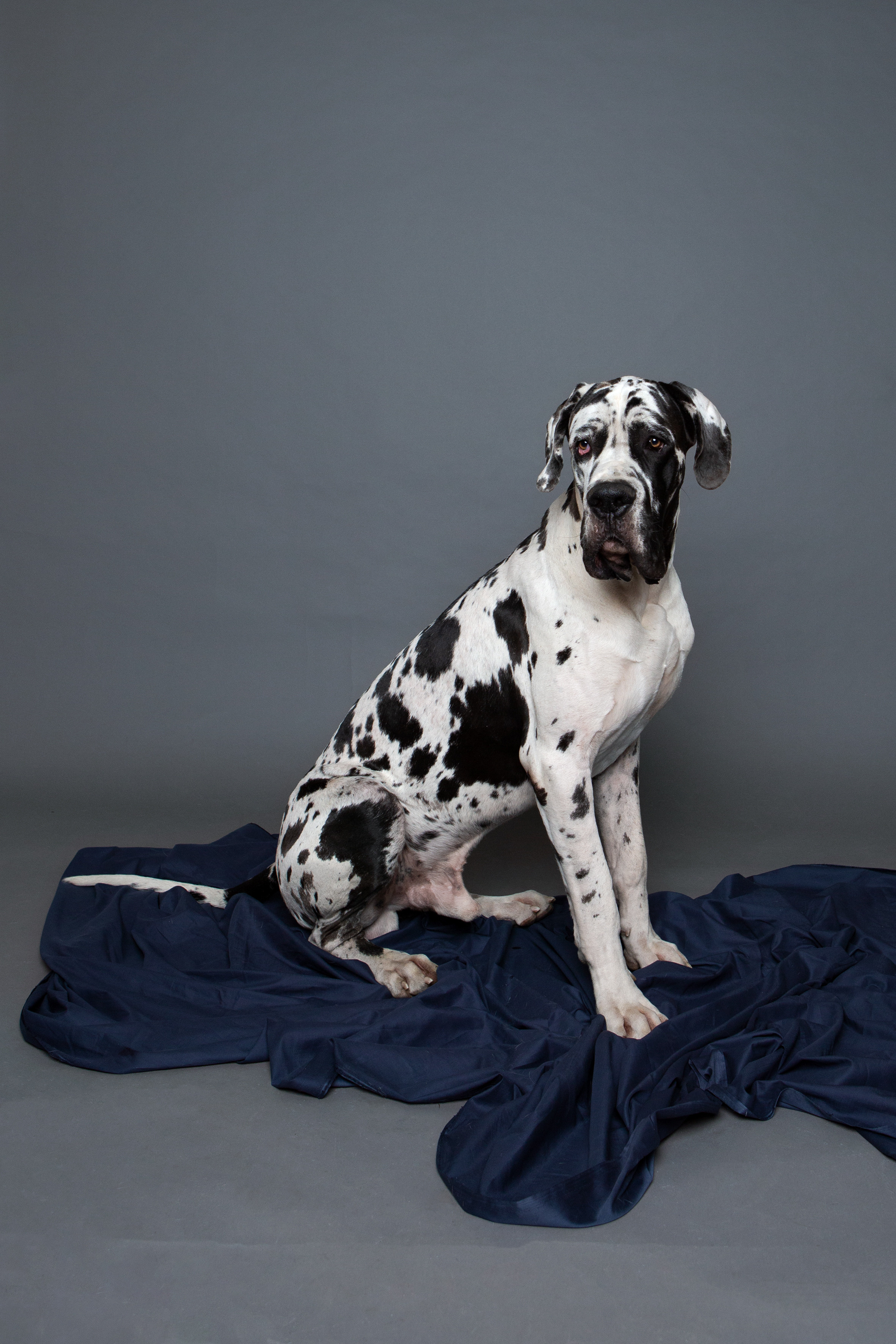 Стандарт. Фотограф Ольга Кардашова