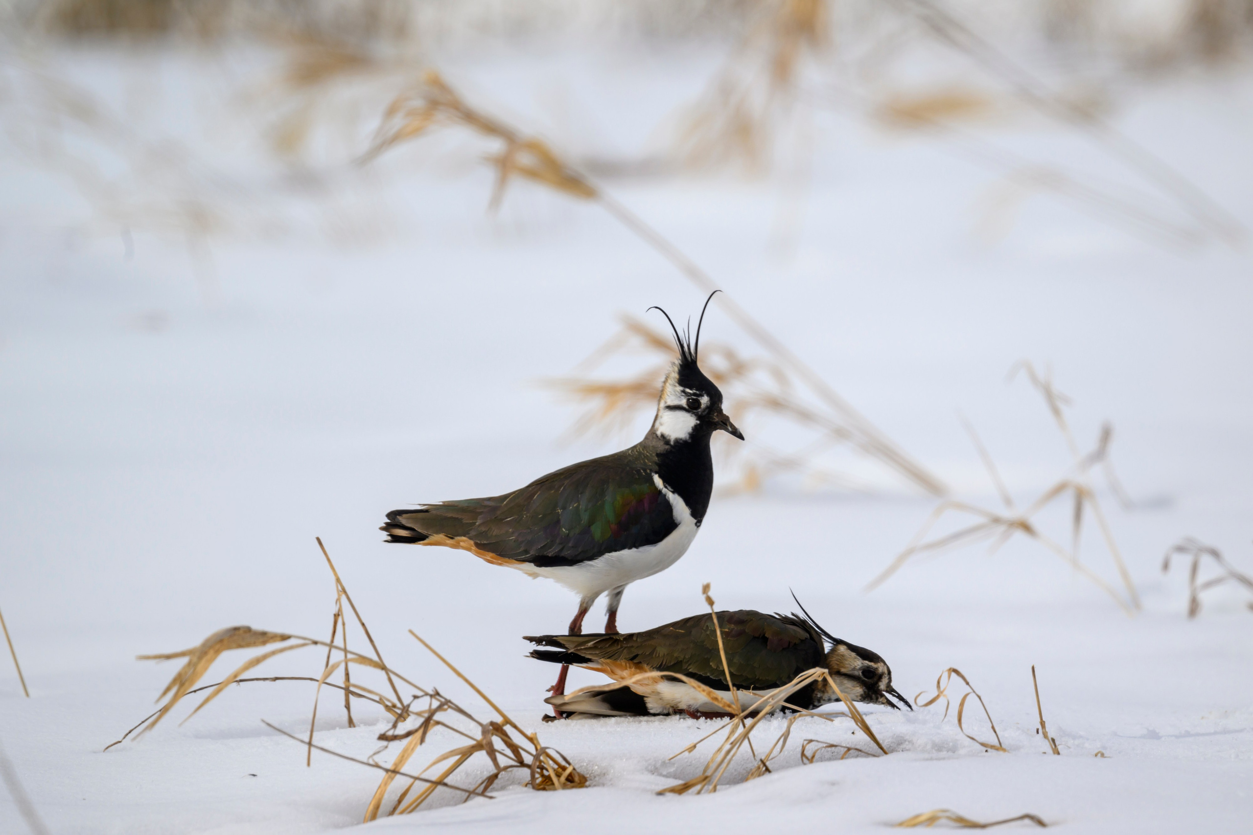 Сова, журавли и свадьба чибисов. Wildlife photography by Sergey Puponin