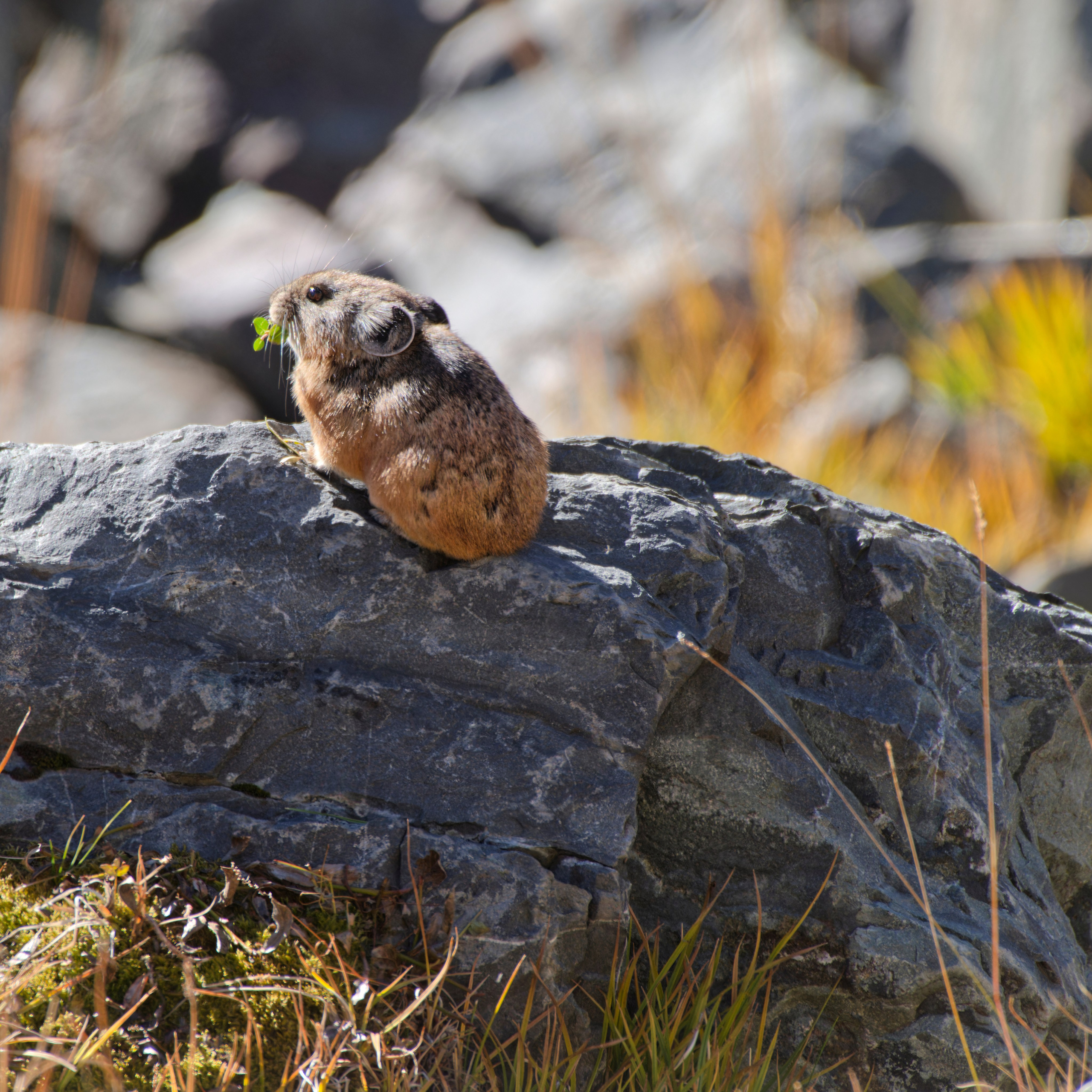 Путешествие по южному Алтаю. Семоха Валерий. Фотограф