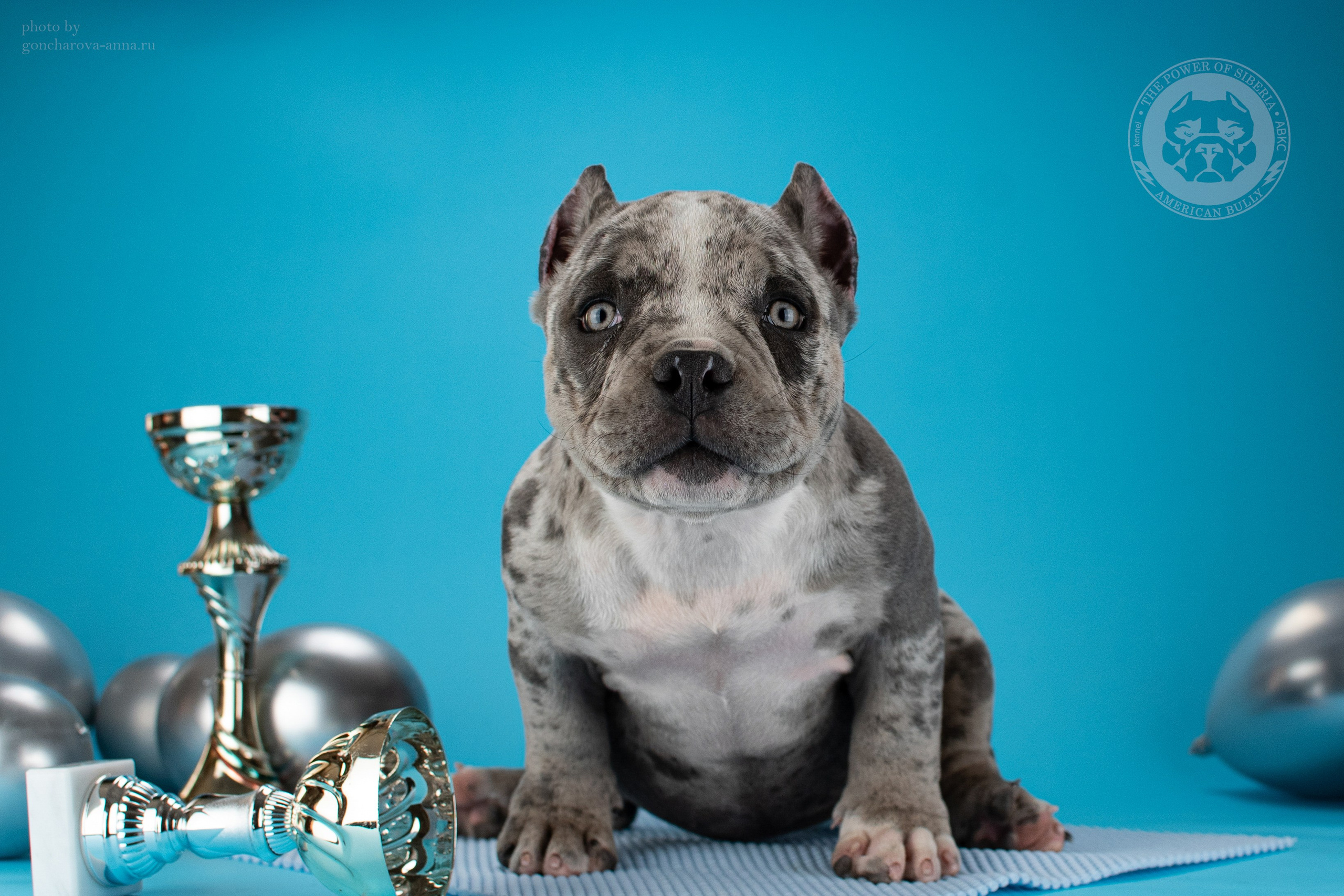 кобель на вязку American Bully в Уфе