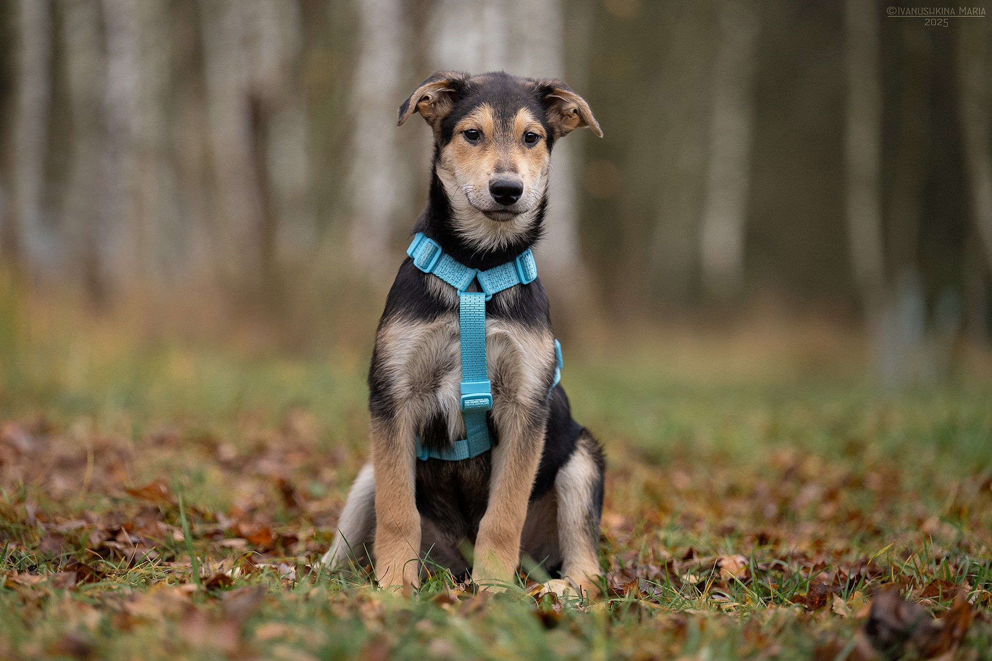 Пиарные фотосессии собак на пристройство. Фотограф собак в Москве и Московской области Иванушкина Мария