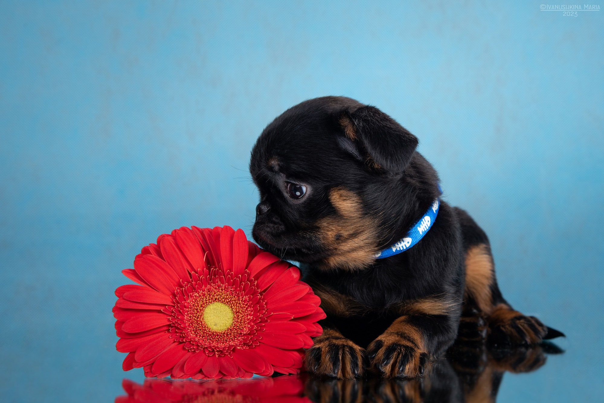 Фотосессия щенков на фонах. Фотограф собак в Москве и Московской области Иванушкина Мария