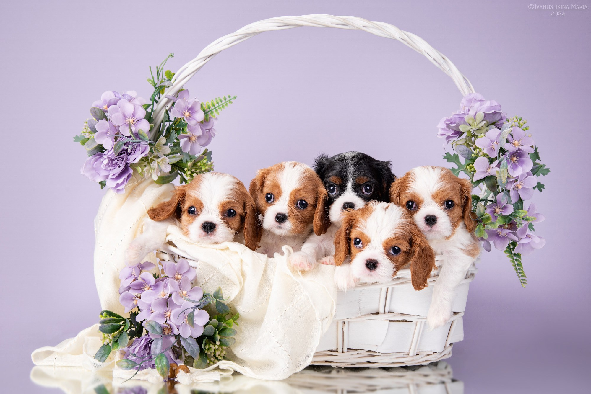 Фотосессия щенков на фонах. Фотограф собак в Москве и Московской области Иванушкина Мария
