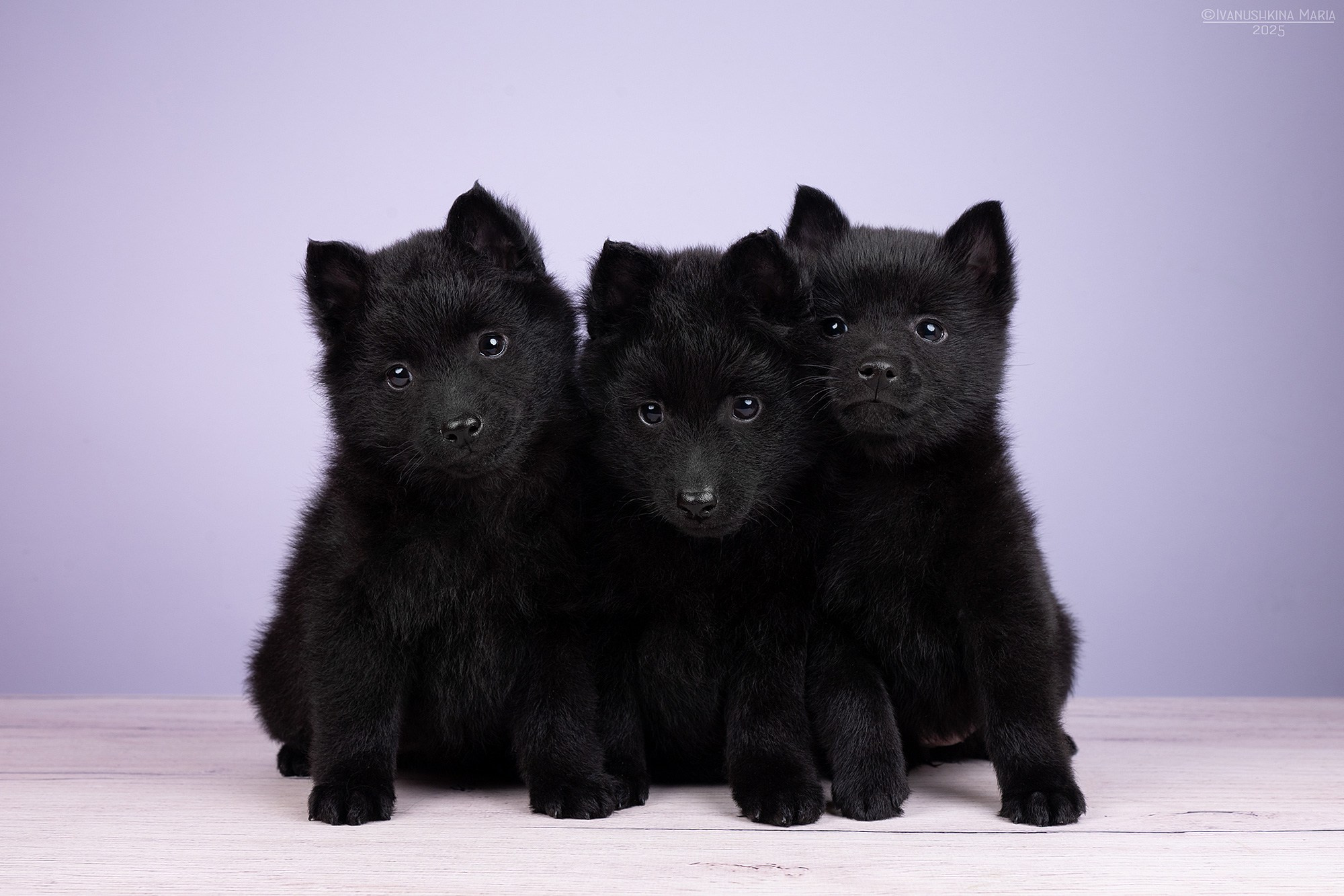 Фотосессия щенков на фонах. Фотограф собак в Москве и Московской области Иванушкина Мария