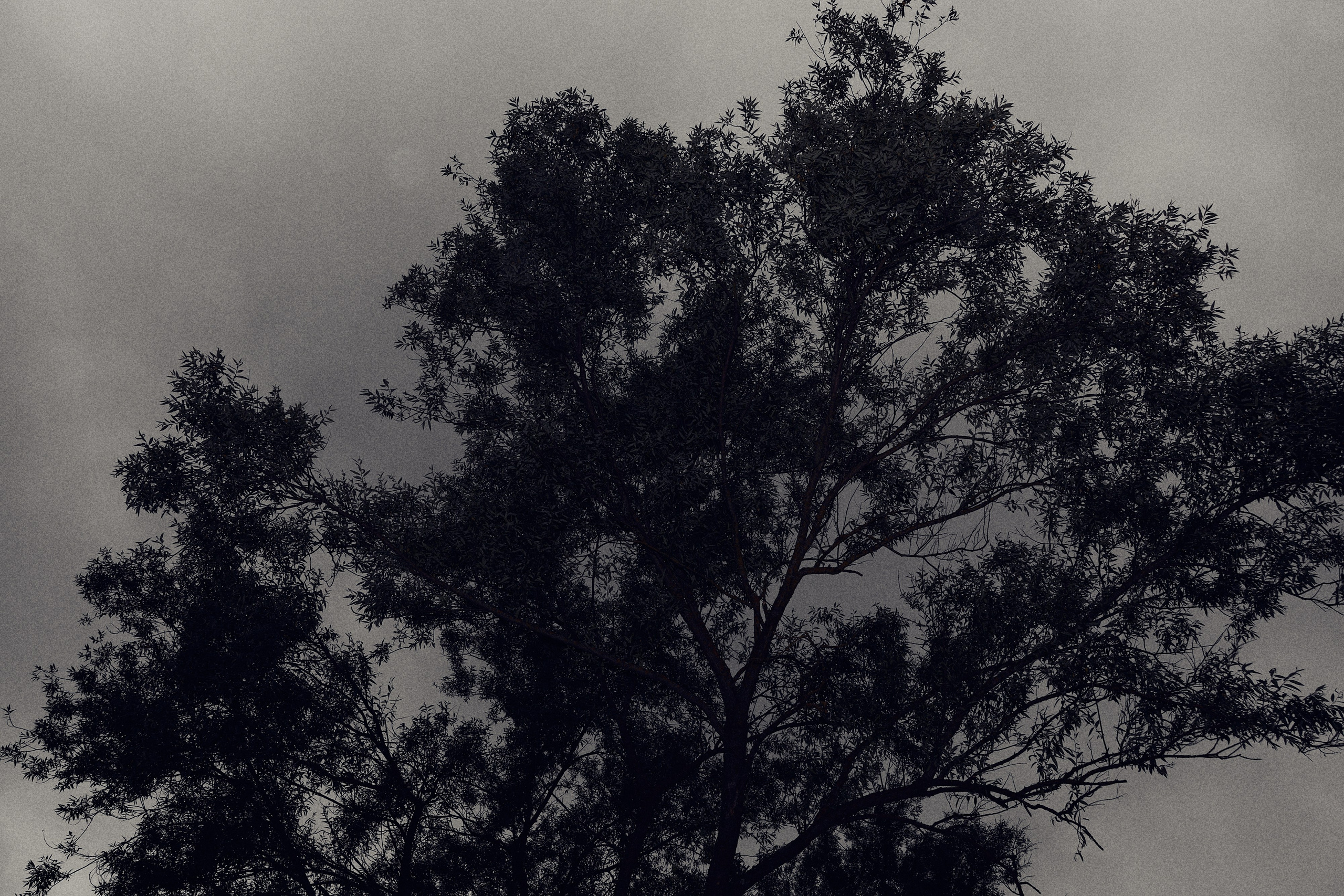 Виолетта и Александр. Свадебный и семейный фотограф в Иваново и Москве Мильков Вадим