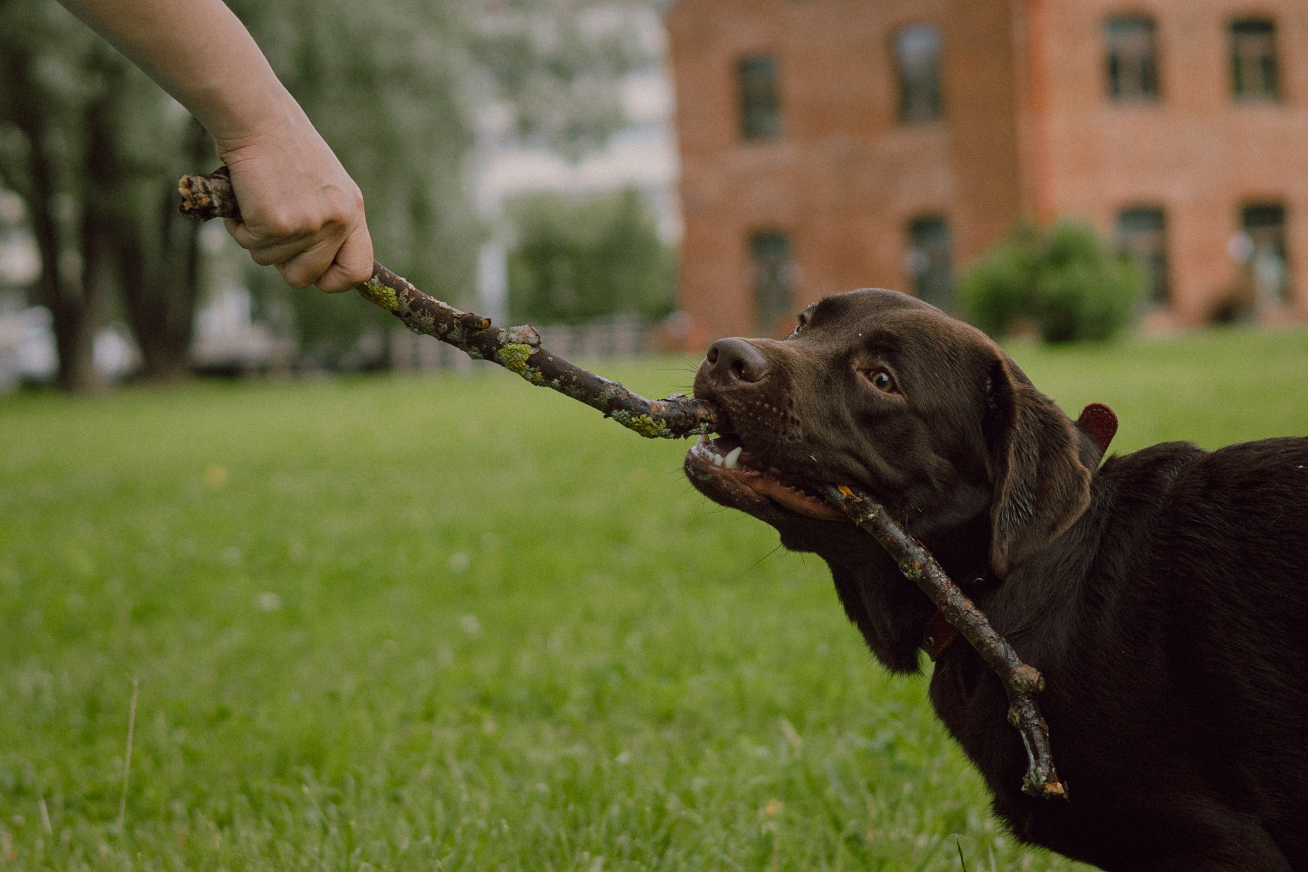 Оля и её шоколадный Тимофей. Фотограф — анималист •love-story•|Санкт-Петербург