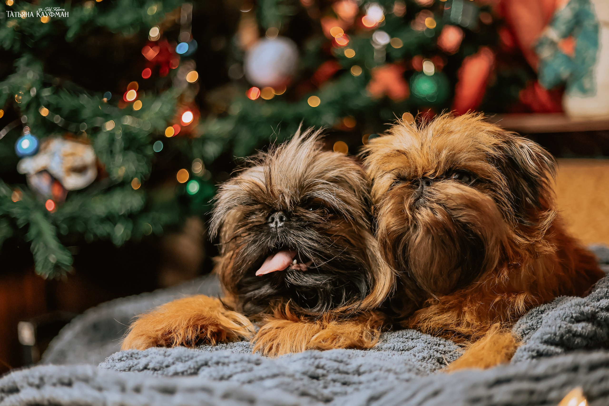 Брюссельский гриффон, фотография гриффон, красивая собака, фотограф анималист, фотокурс Анималистика, научиться фотографировать собак, фотограф Новосибирск
