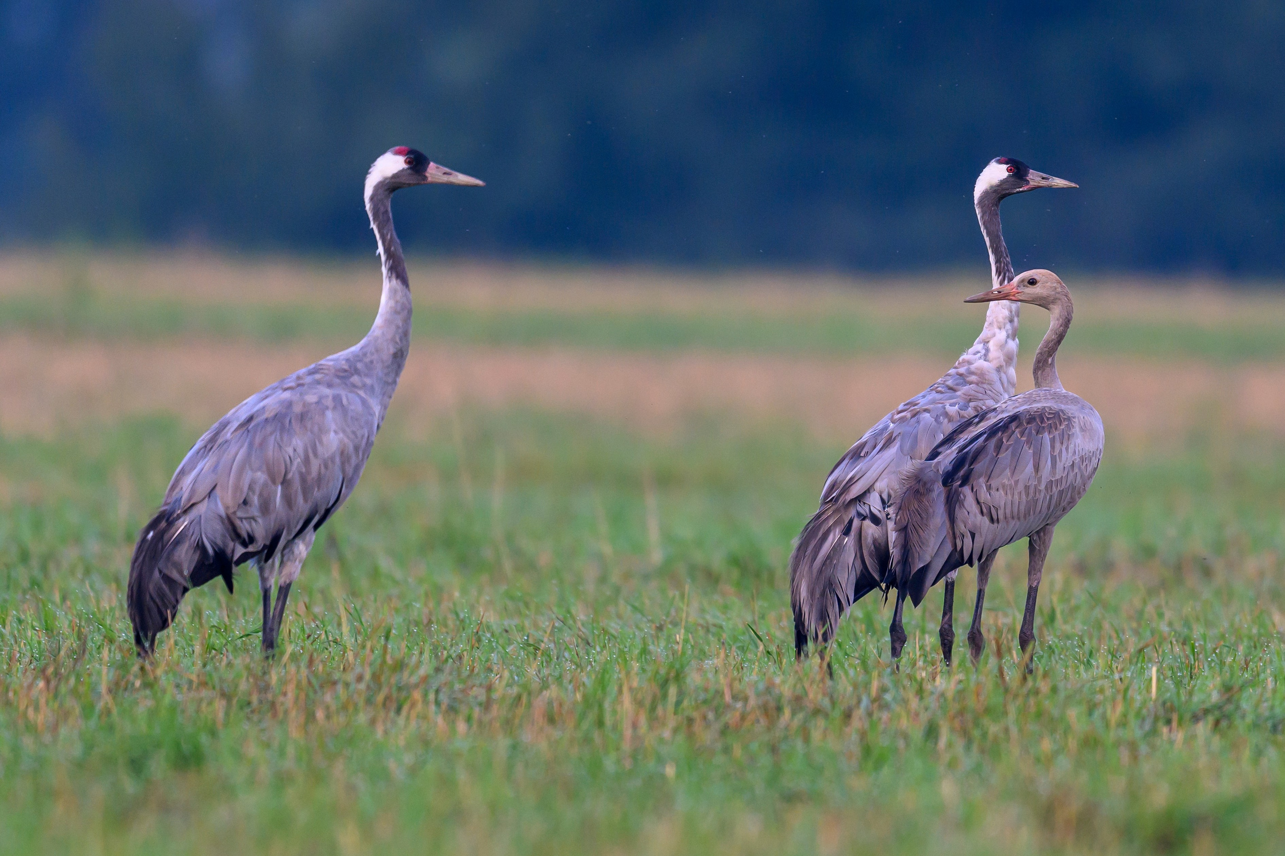 Серый журавль. Фотограф Сергей Пупонин