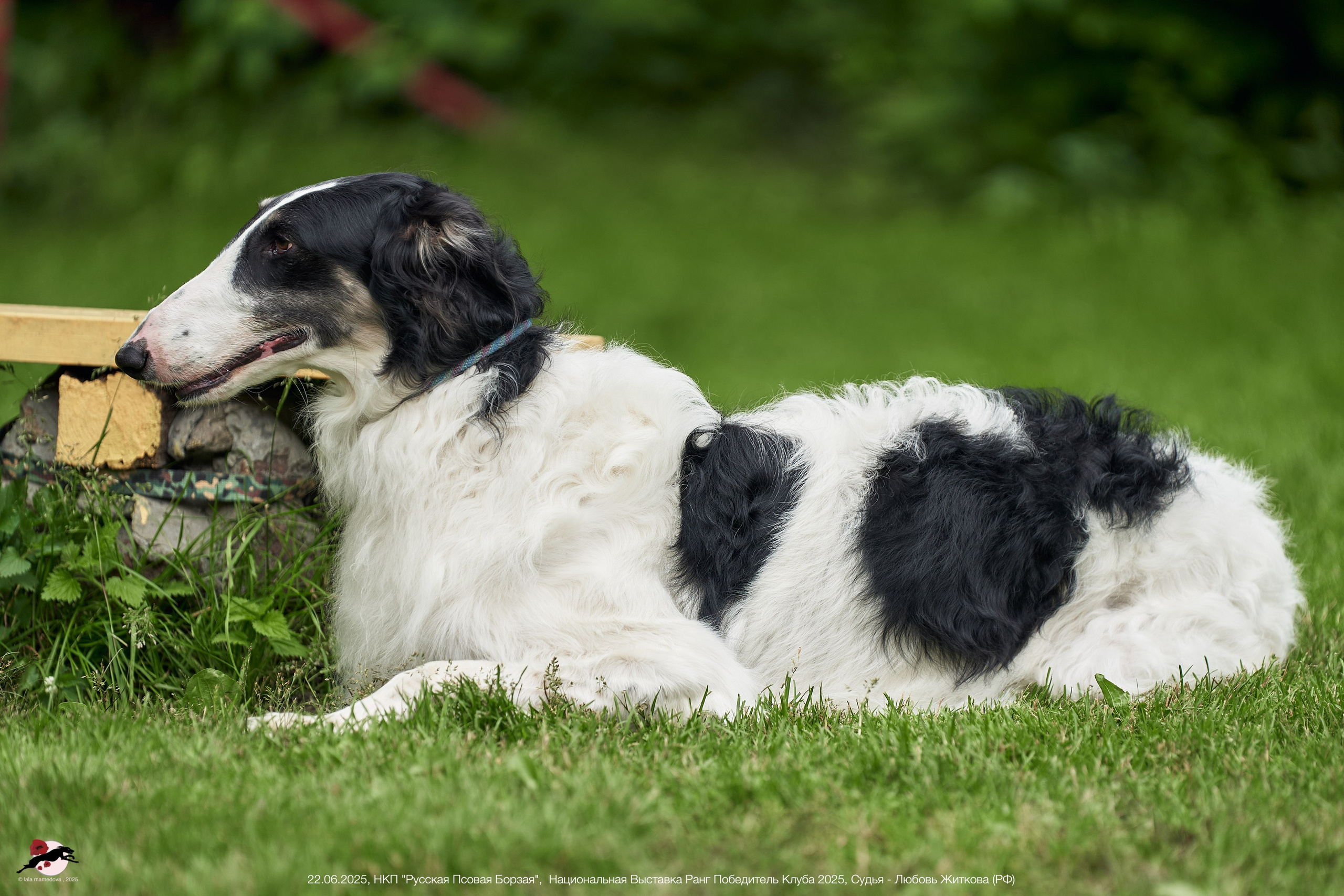 22.06.2025 | Национальная Выставка НКП "Русская Псовая Борзая"
