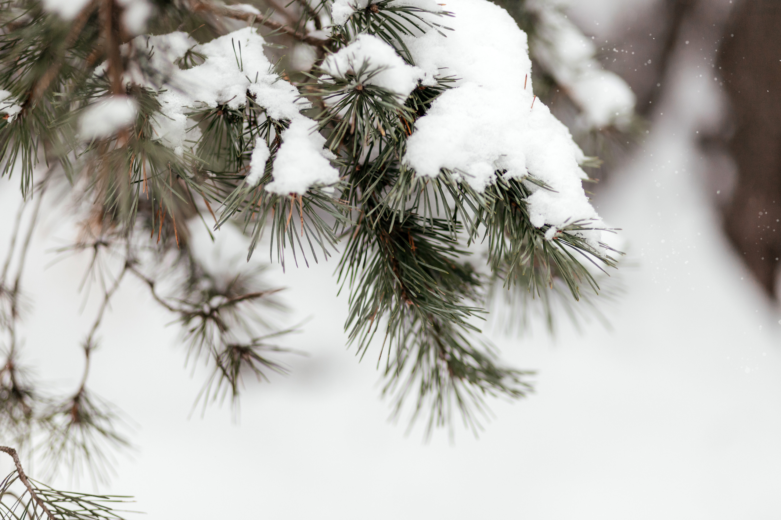 Зимняя сказка. Семейный фотограф в Минске Приболовец Светлана