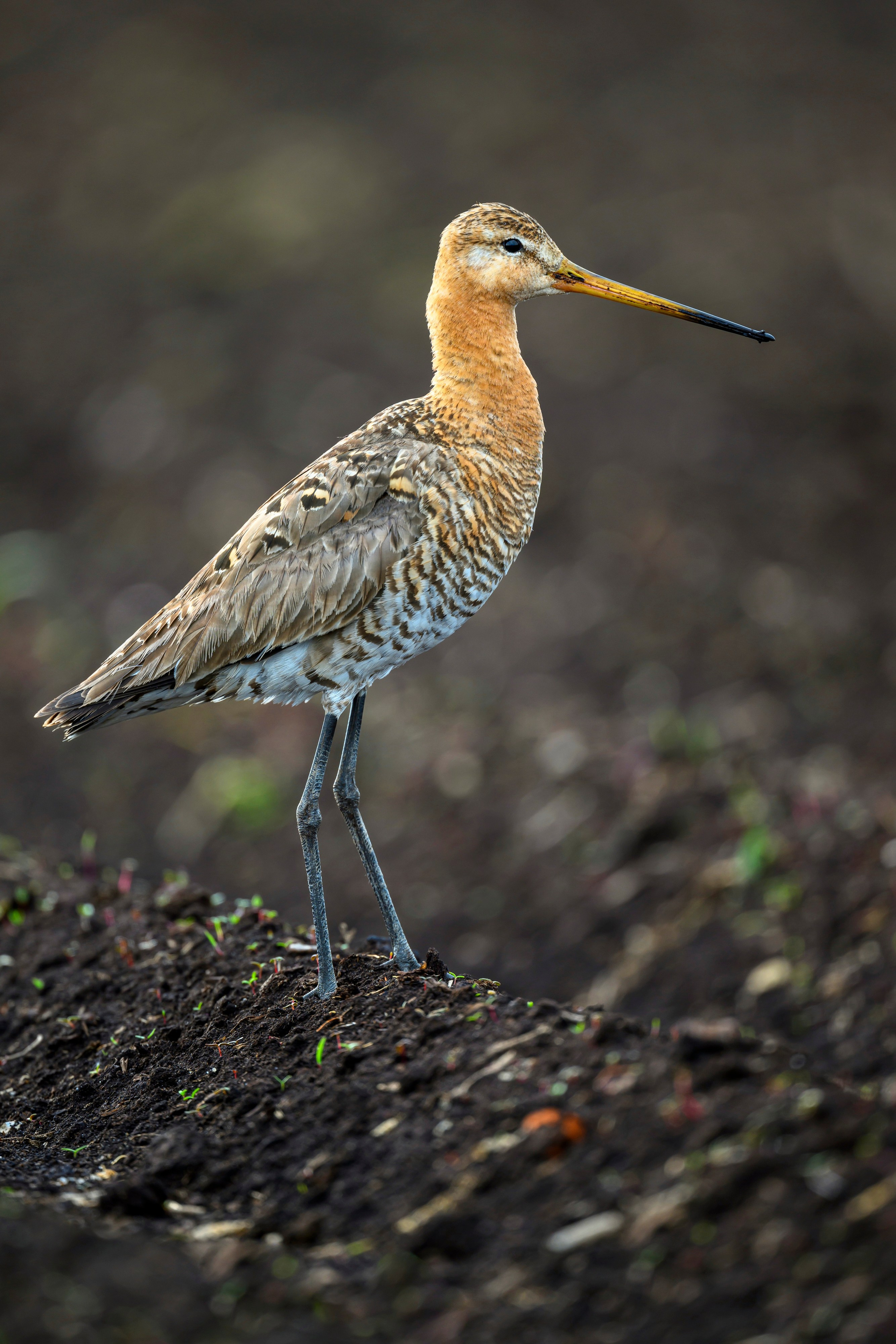 Веретенник и скворцы. Wildlife photography by Sergey Puponin