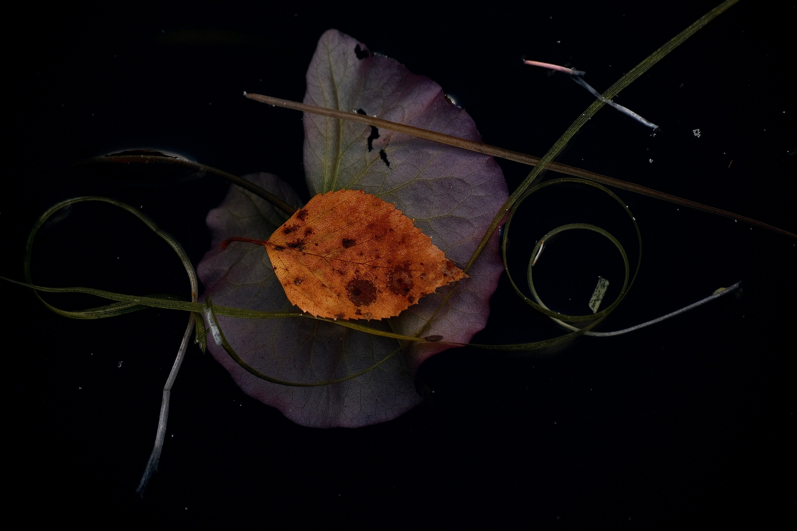 Русский север 27.09.25 — 05.10.25. Фотострелка