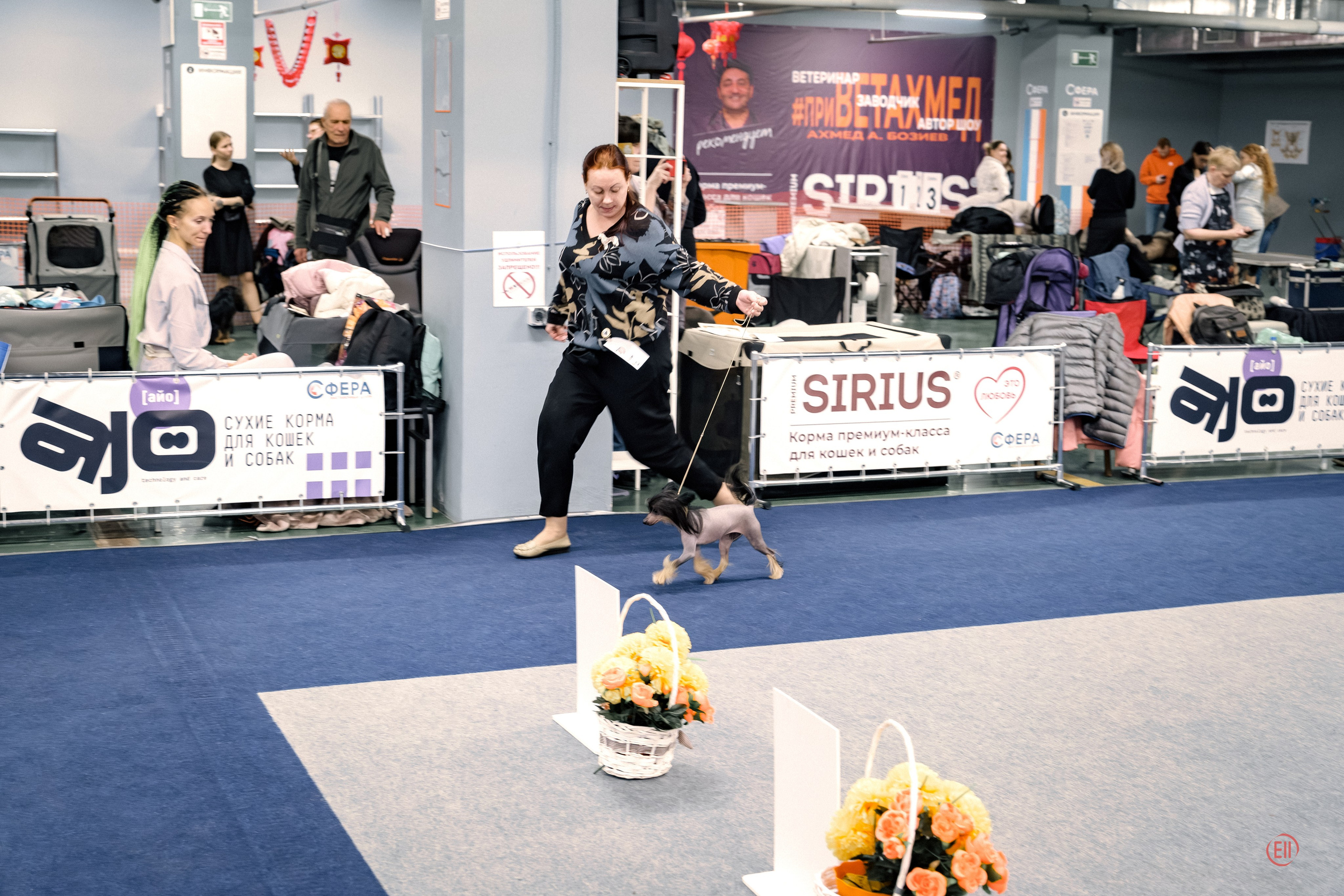 Poale Ell Victoriya — Junior Champion of Russia!. Chinese Crested Dog Kennel Poale Ell