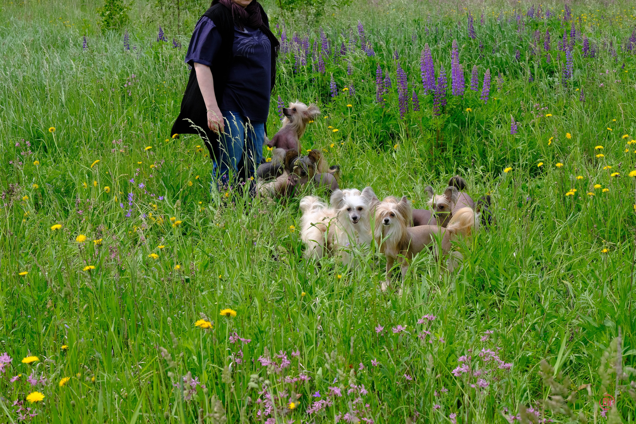 Просто в поле. Питомник китайских хохлатых собак Poale Ell: купить щенка