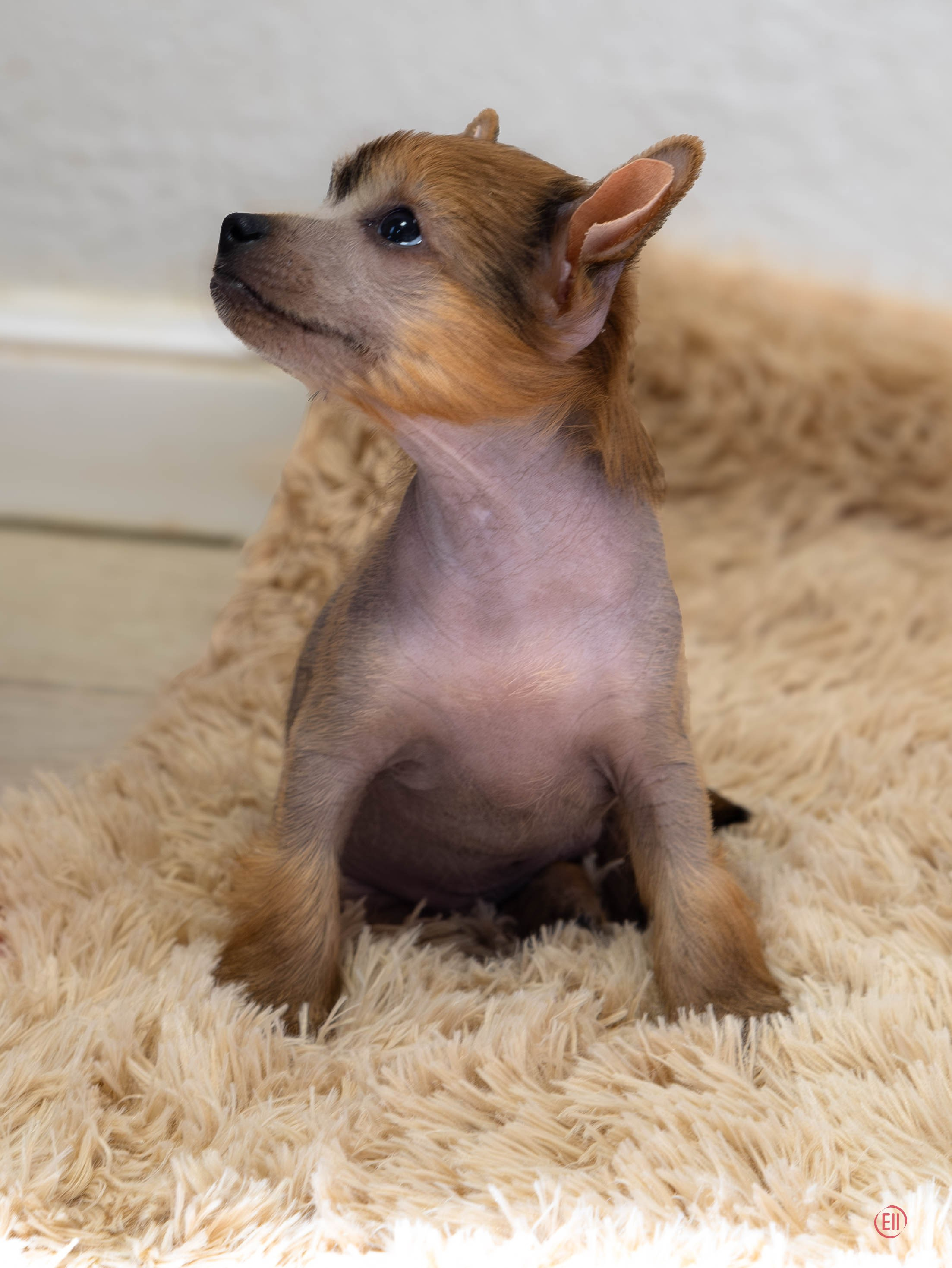 Poale Ell Gloria. Chinese Crested Dog Kennel Poale Ell