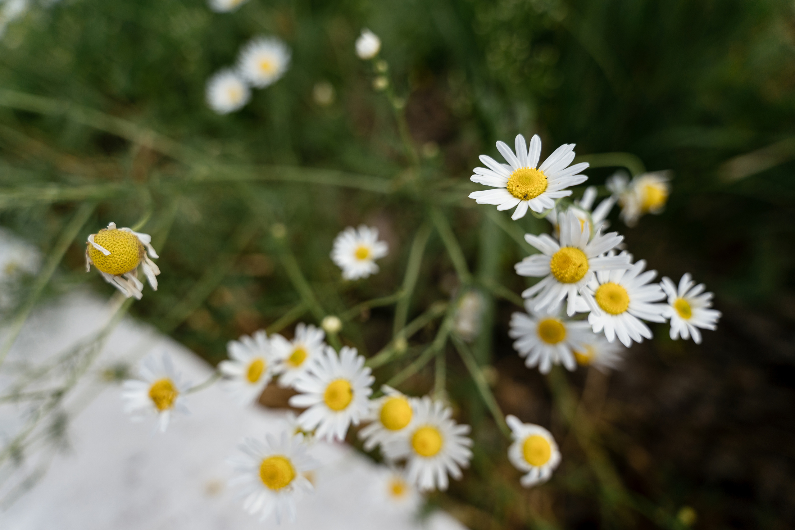 28.07.2021 Wedding day. Фотограф Томск, Новосибирск Влад Свириденко
