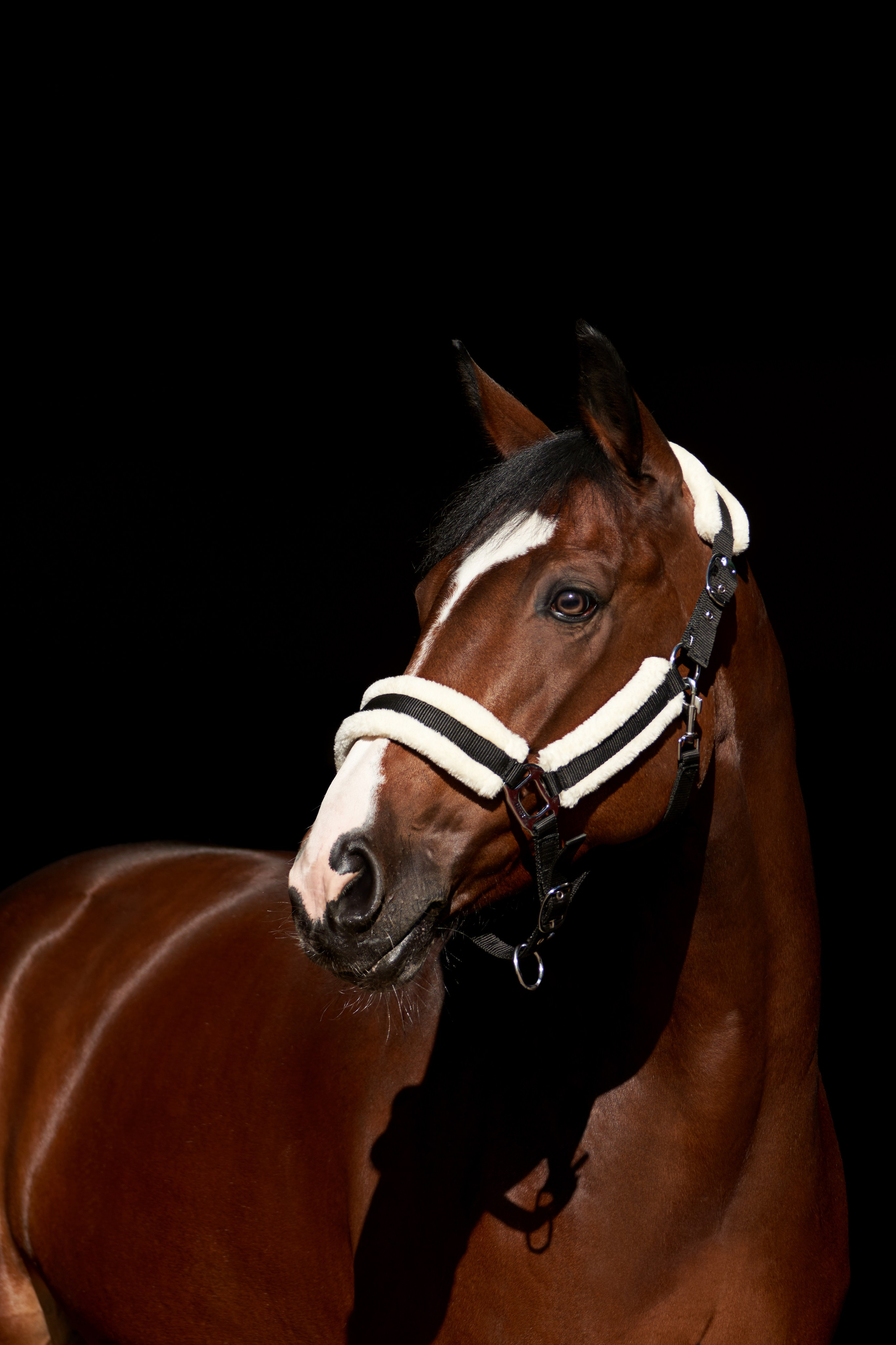 Конные съемки. Фотограф Москва Кристина Джоанна