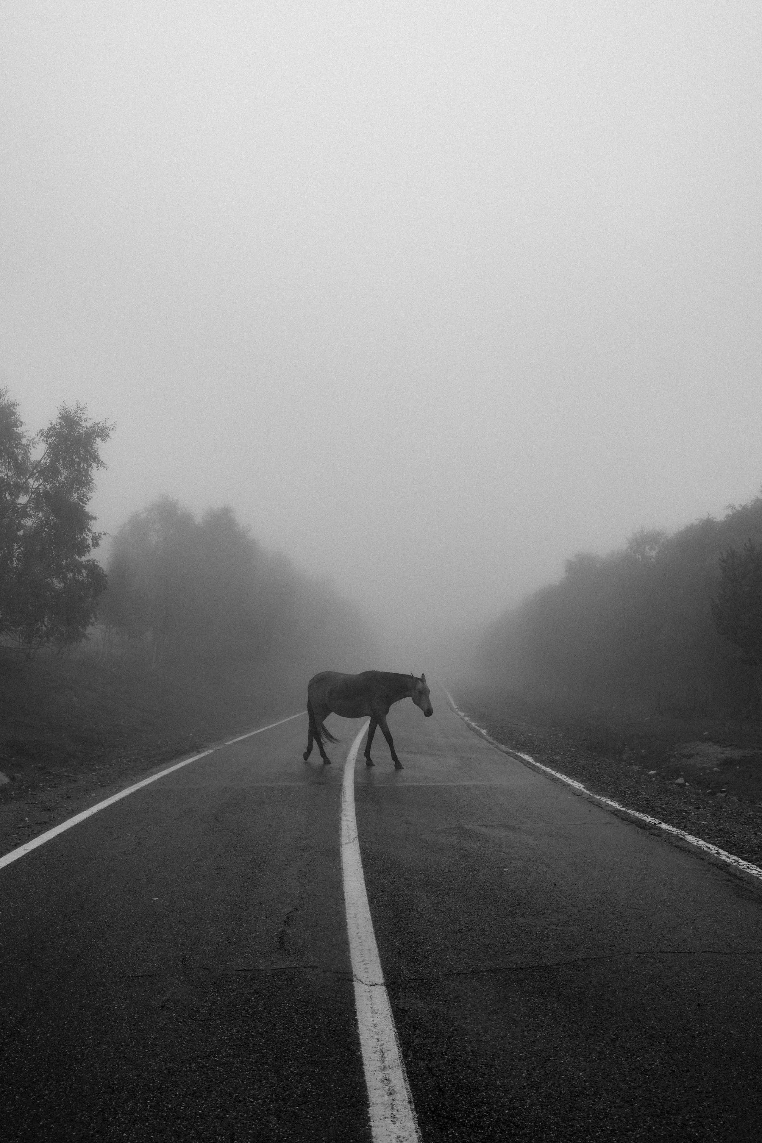 Принты. Марина Горбатова. Фотограф