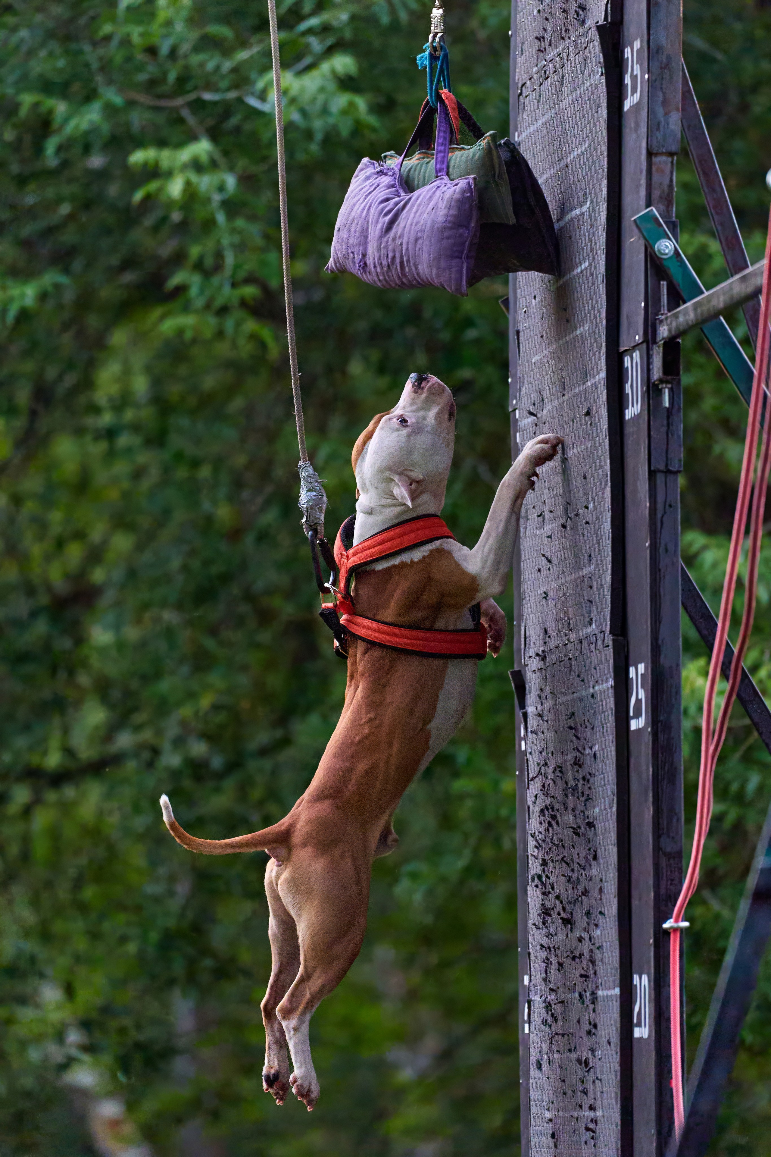Jump'n'Gym JUMP! — 2024. Фотограф-анималист Михаил Манухин