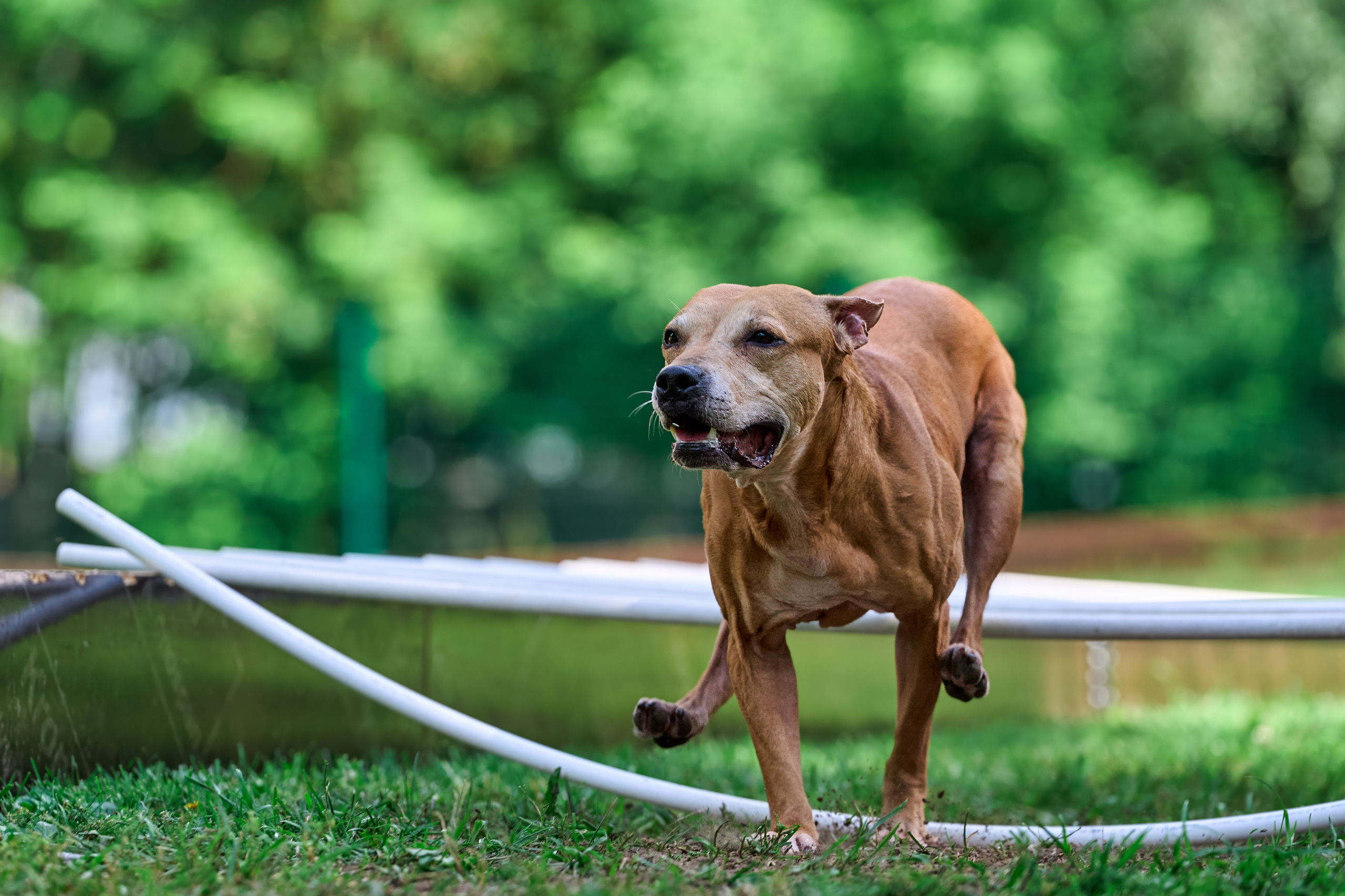 Двухдневные соревнования «Jump'n'Gym Fest — 2024». Фотограф-анималист Михаил Манухин