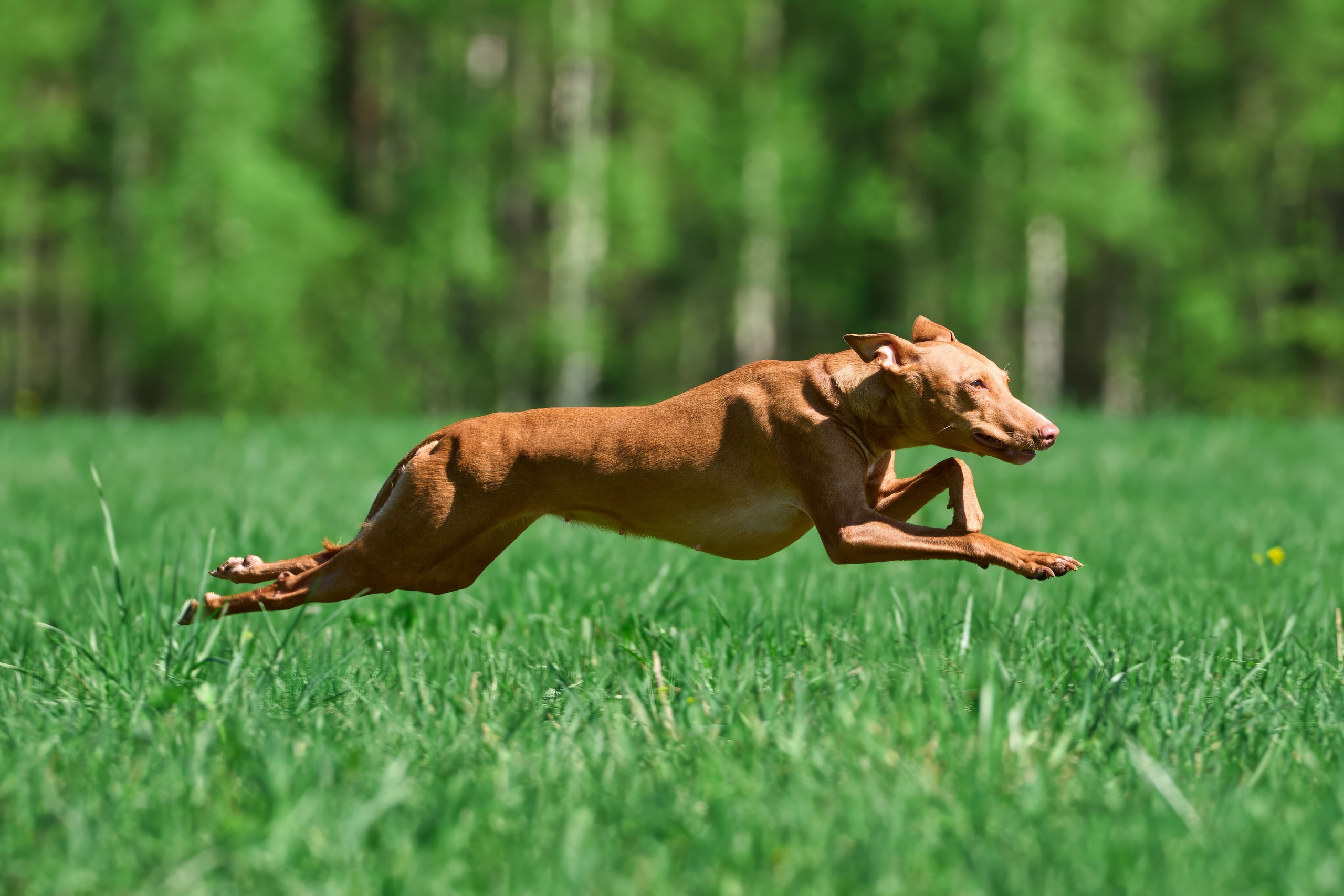 Тренировка по курсингу Донино. Фотограф-анималист Михаил Манухин