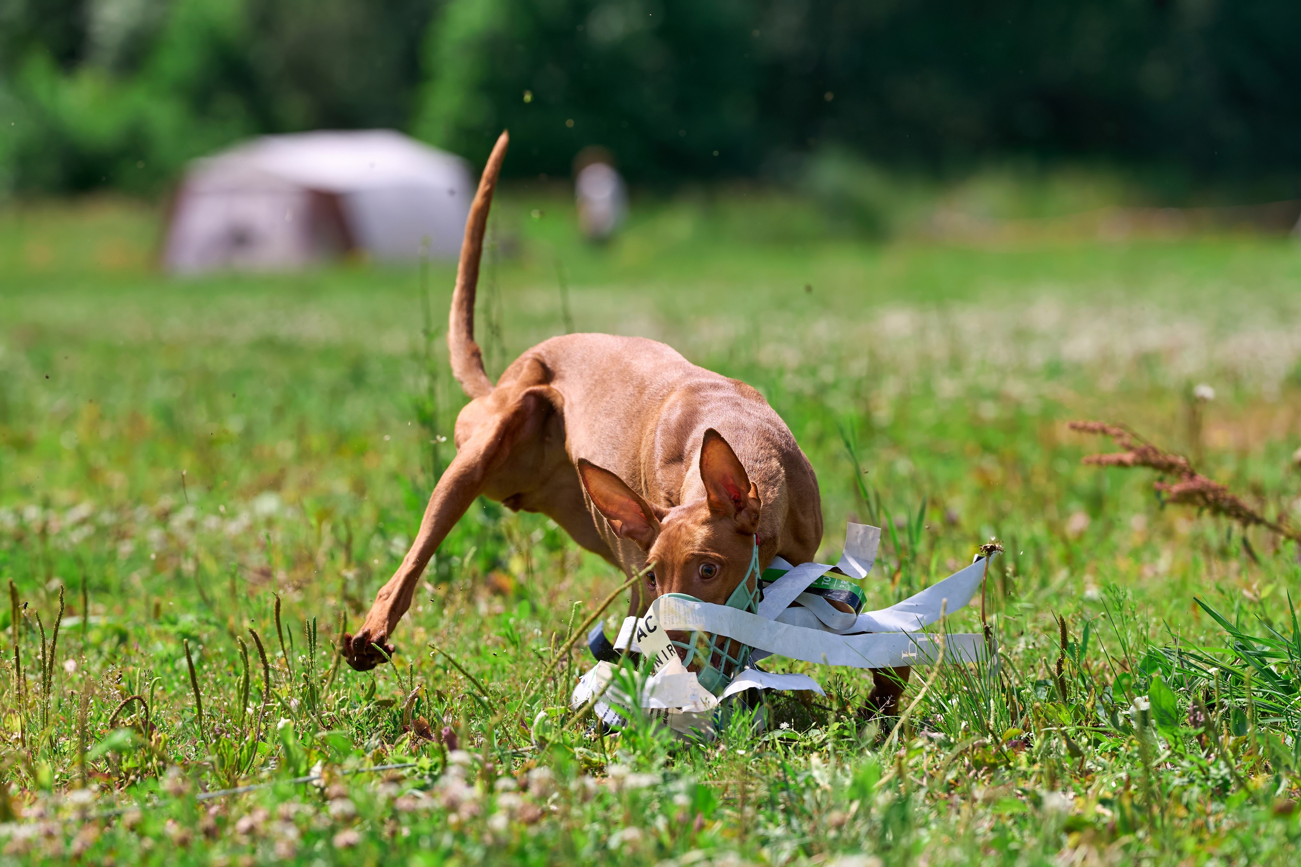 Тренировка по курсингу в Донино. Фотограф-анималист Михаил Манухин
