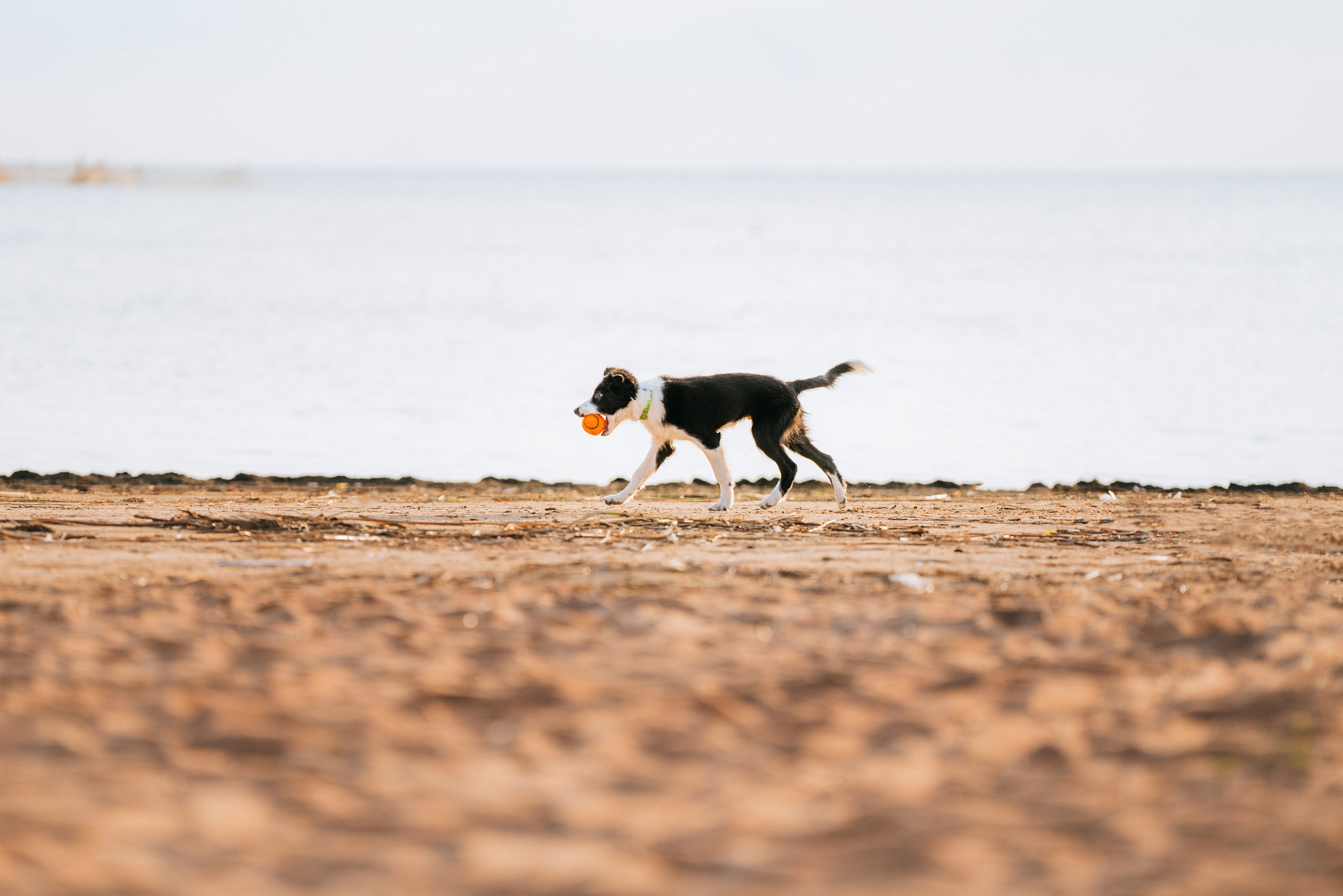 Фотосессия со щенками колли. Фотограф анималист в Спб недорого Олеся Майорова
