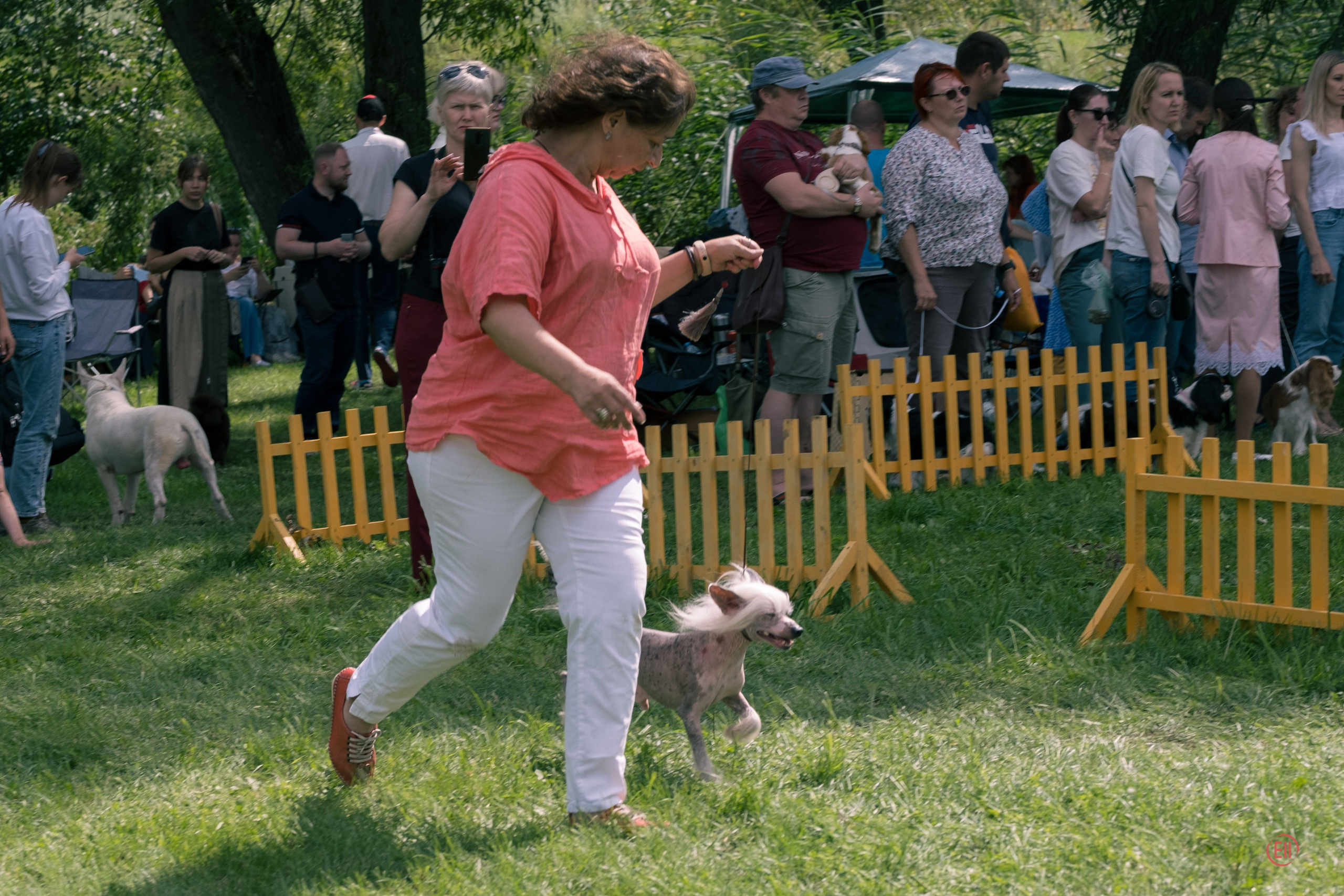 Липецк. Выставка собак. Питомник китайских хохлатых собак Poale Ell: купить щенка