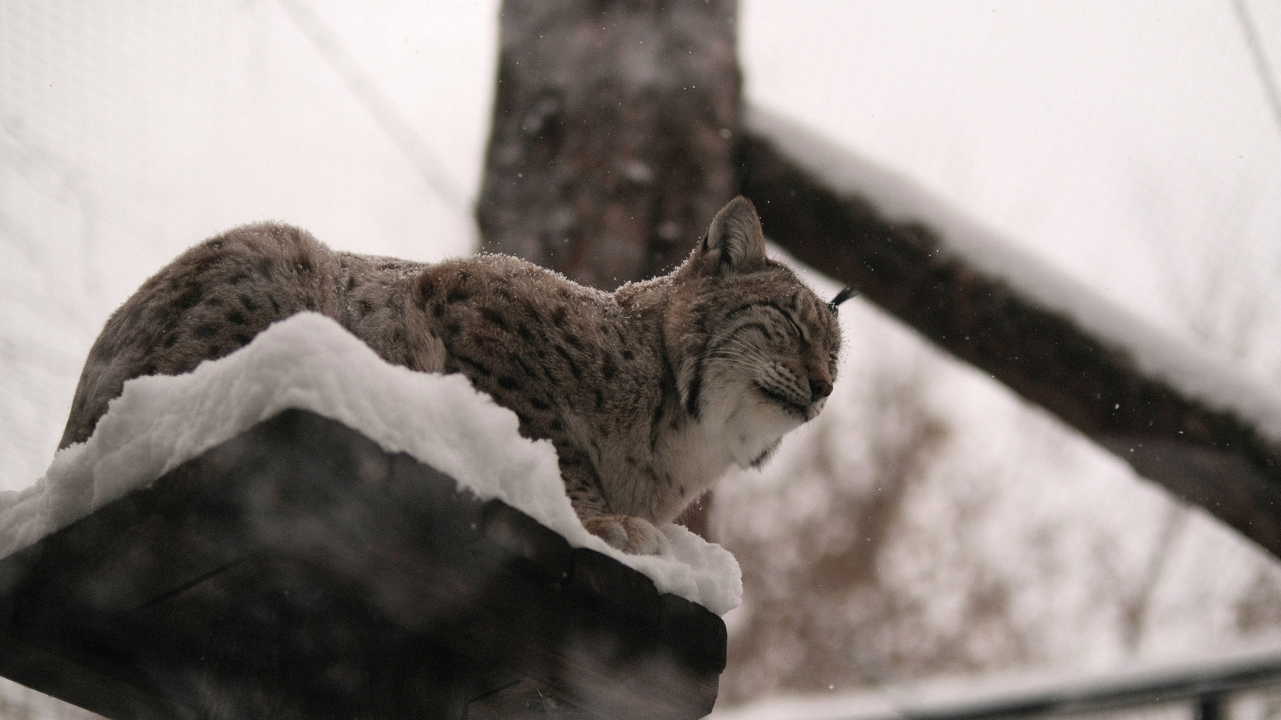 Московский зоопарк зимой, рысь на снегу, дикая кошка в естественной среде