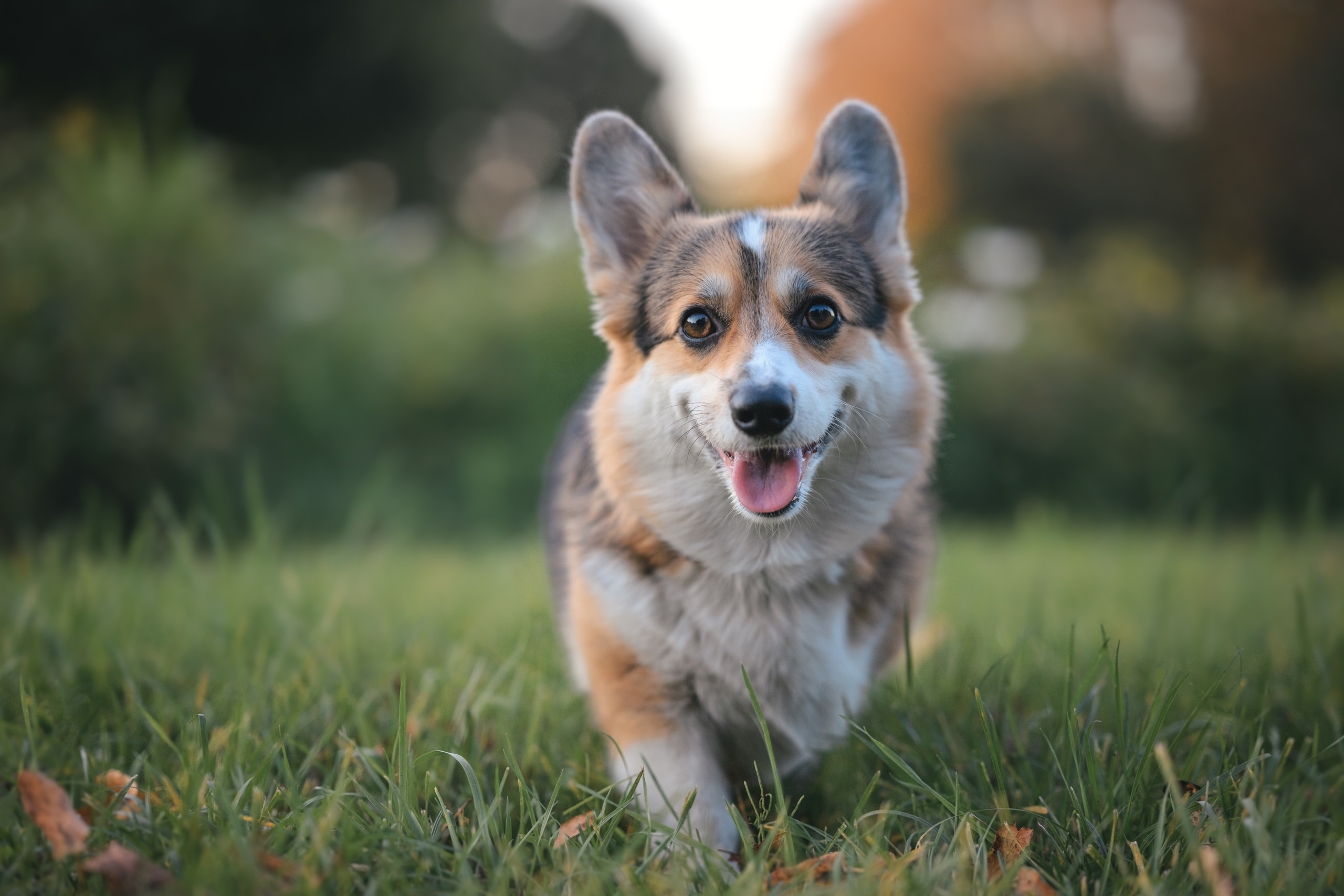 Фотограф Анималист в Москве Анастасия Жучкова