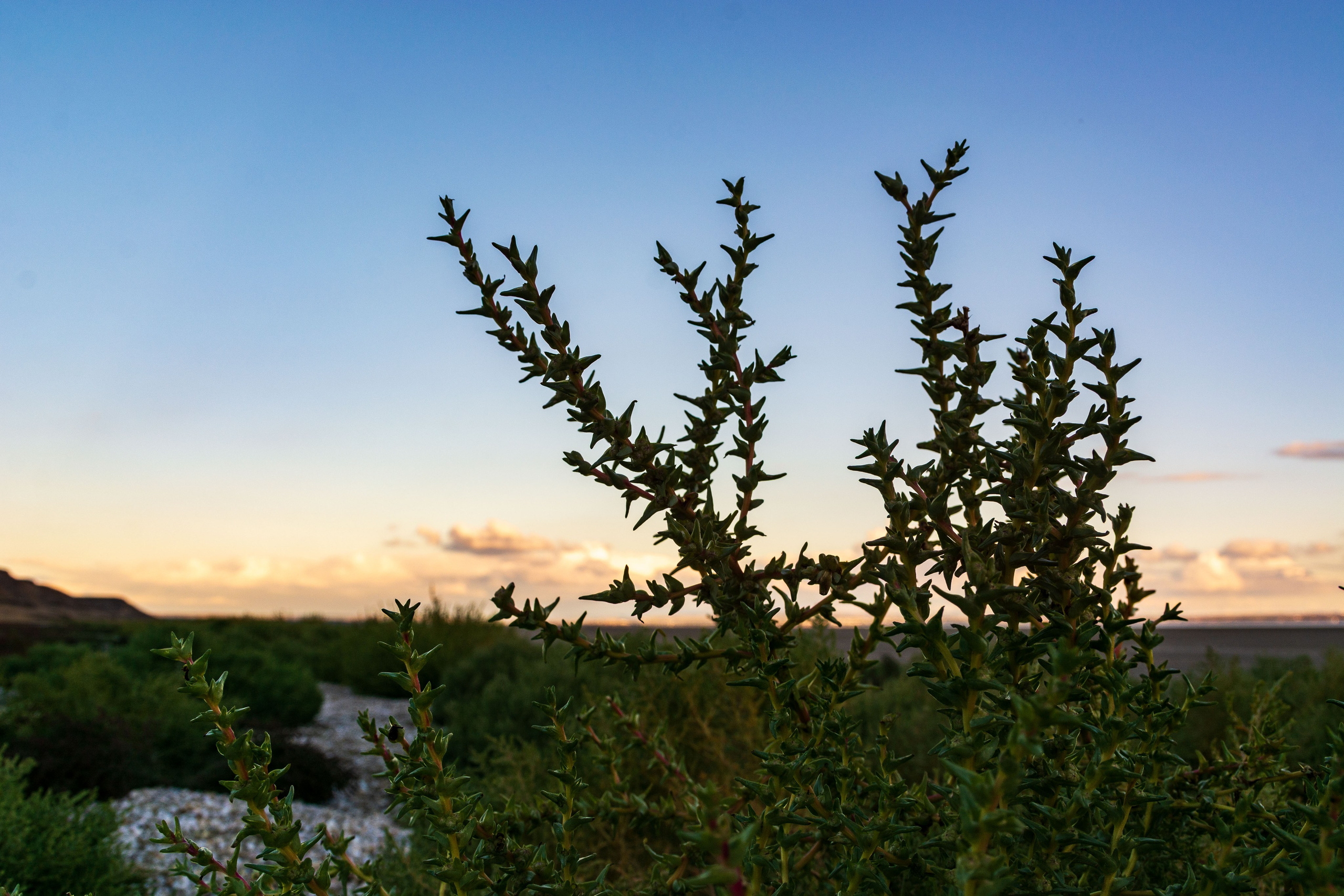Марсианское поле. Елена Волкова семейный фотограф в станице Гостагаевской города-курорта Анапа