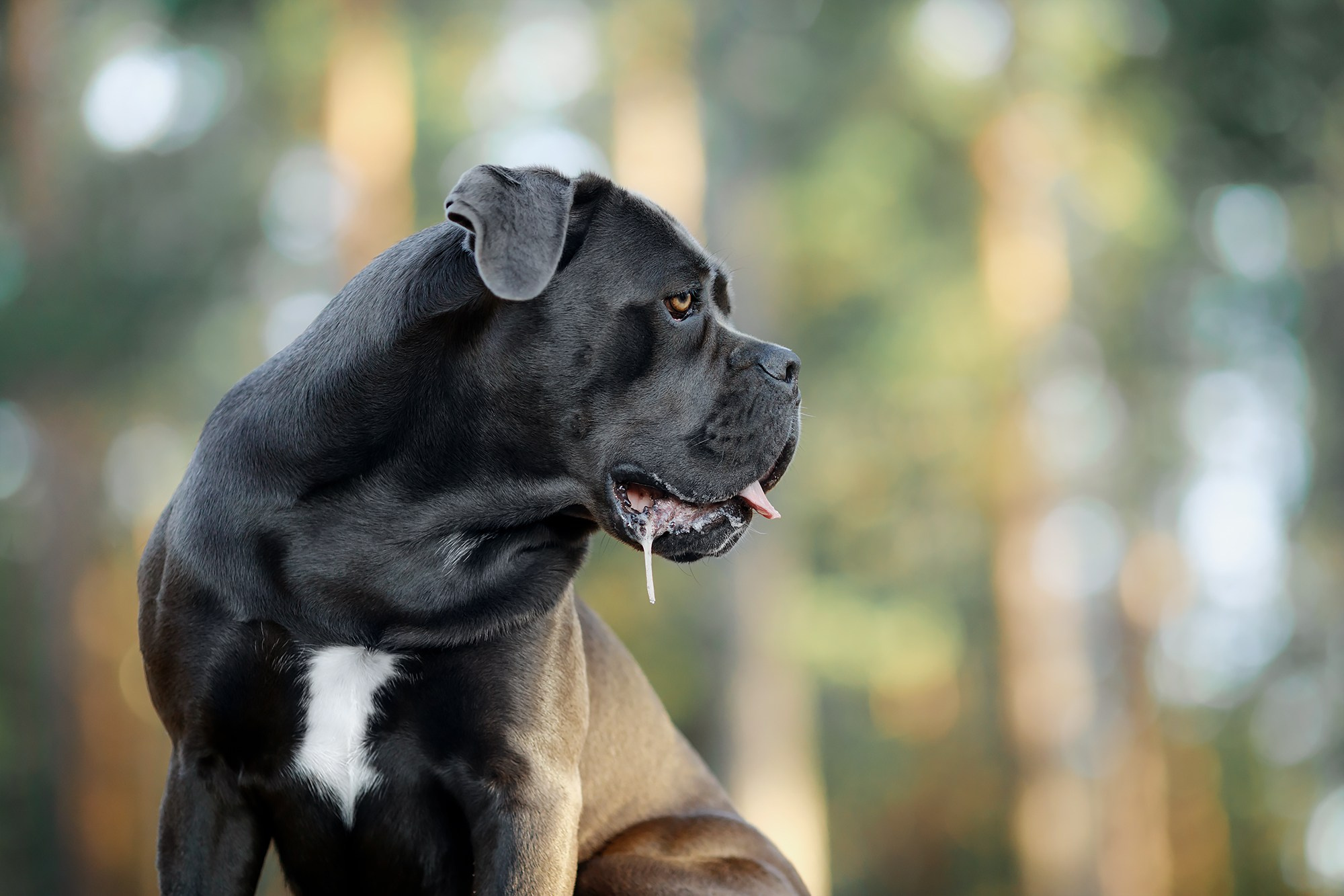 Фотограф-анималист Mary Mart — Москва, Питер
