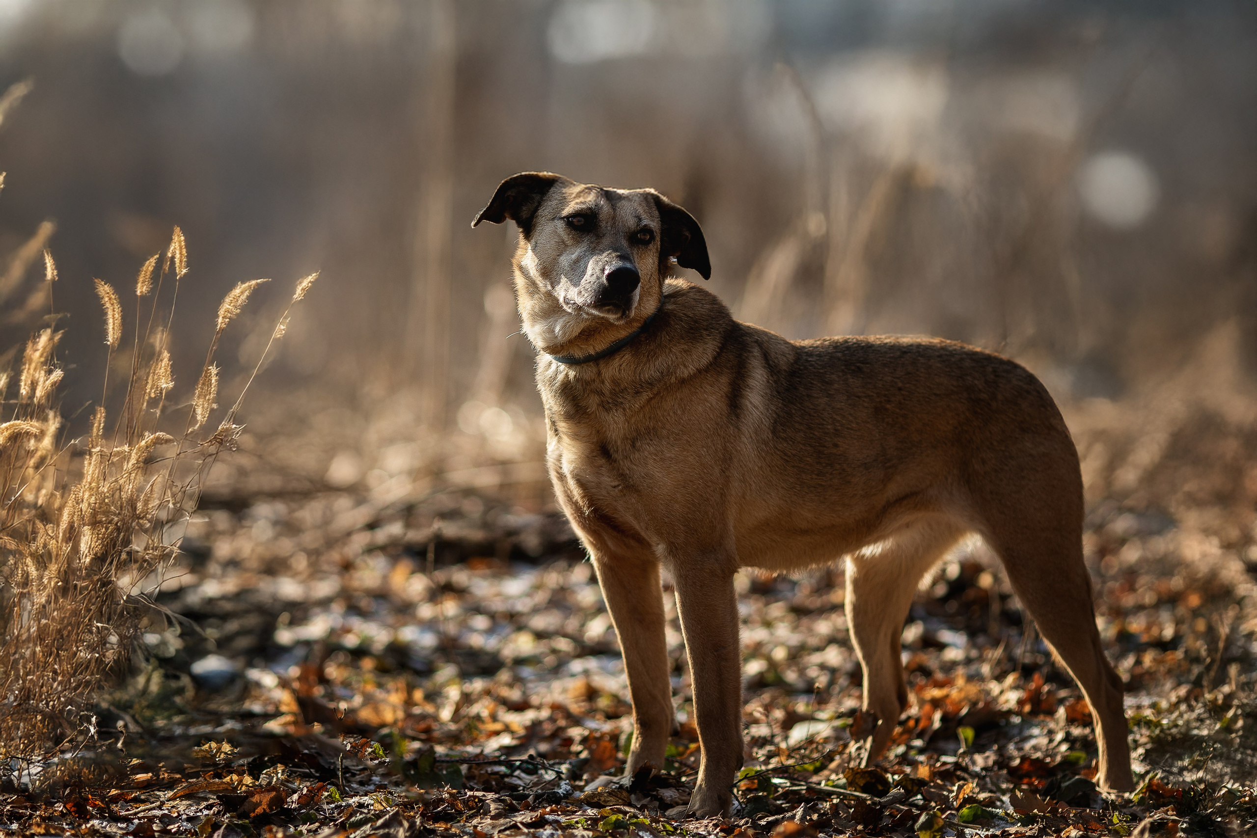 ИЩУТ ДОМ. Фотограф-анималист в Москве и Подмосковье