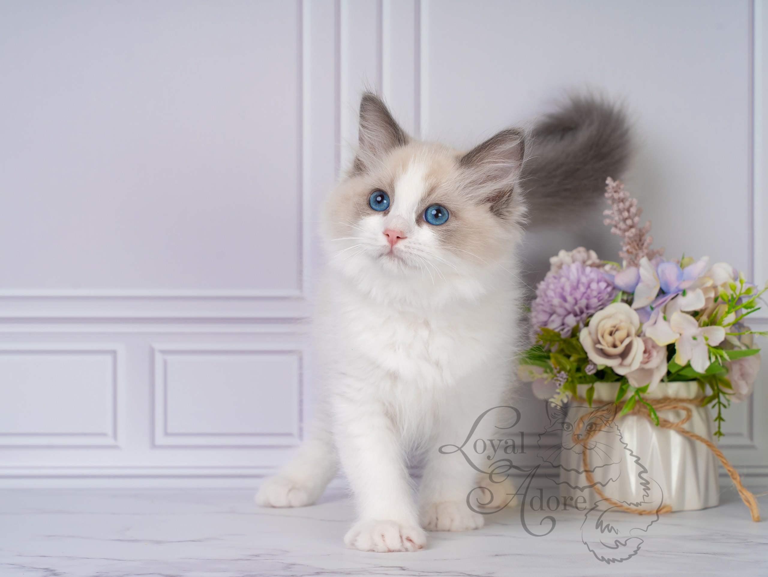 Котята рэгдолл от Loyal Adore. Питомник рэгдолл Loyal Adore