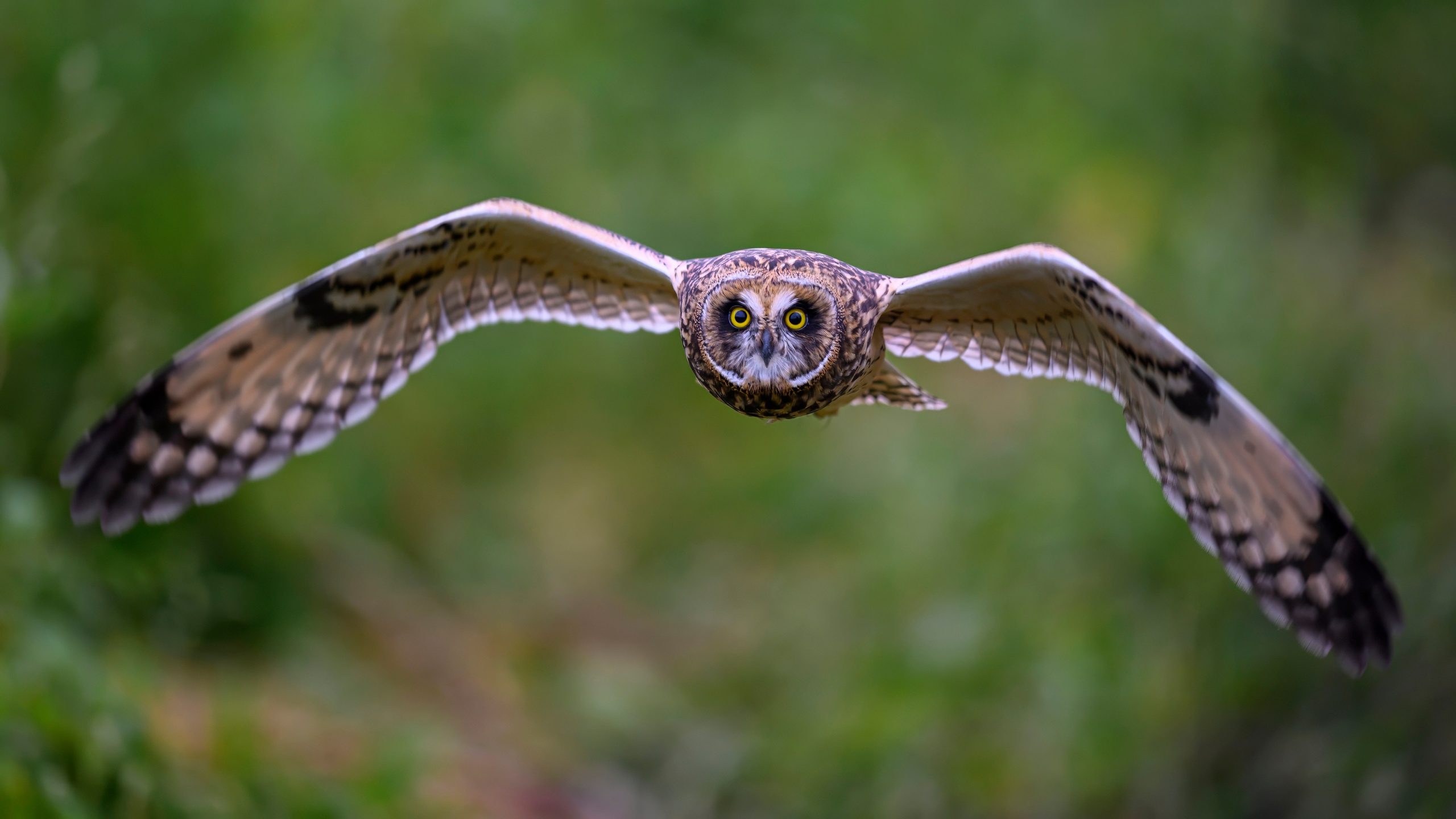 Совята и тест фотоштатива на дверь авто. Owlets and Test of DIY Window Mount. Wildlife photography by Sergey Puponin