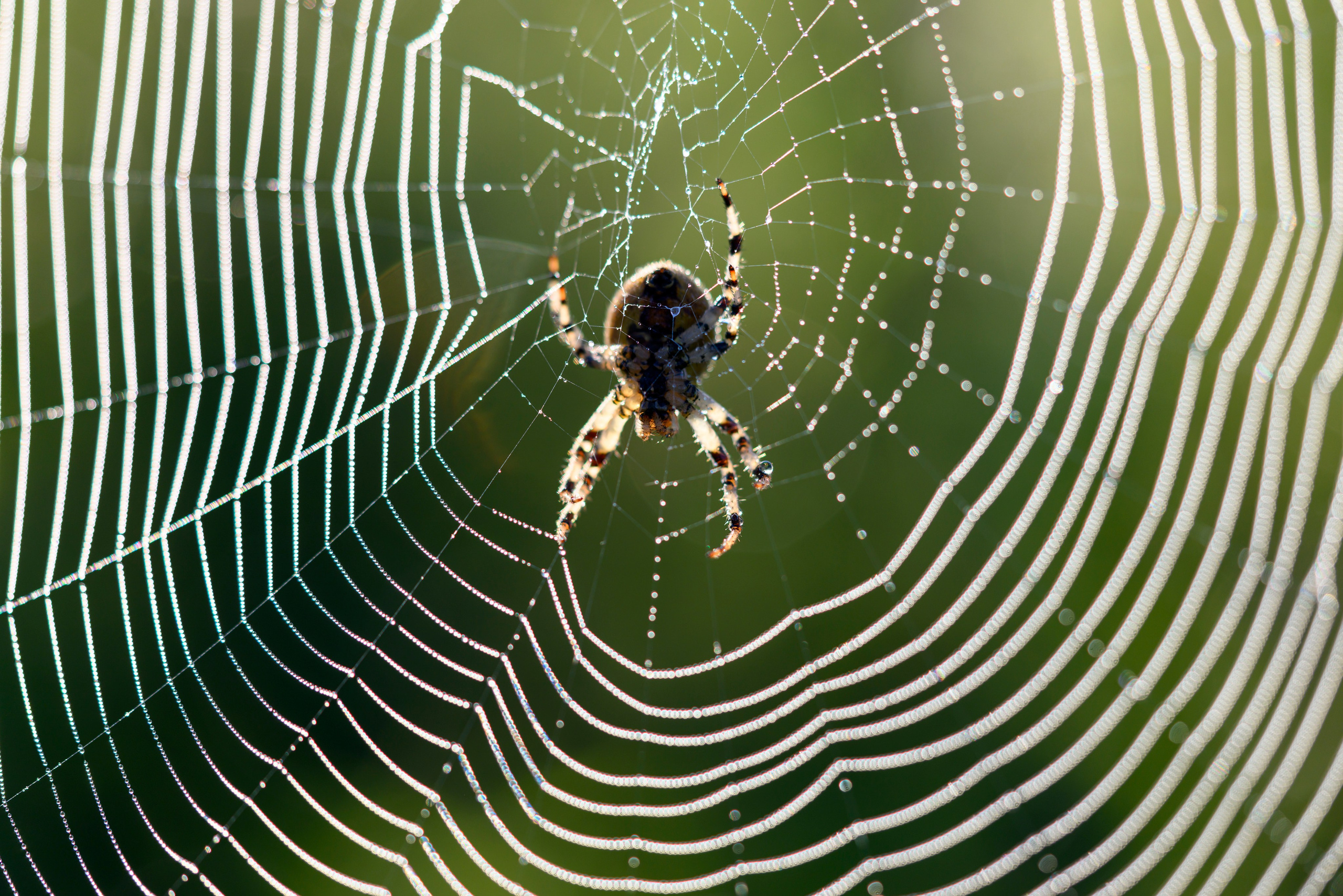 Первая охота совят. The first hunt of owlets. Фотограф Сергей Пупонин