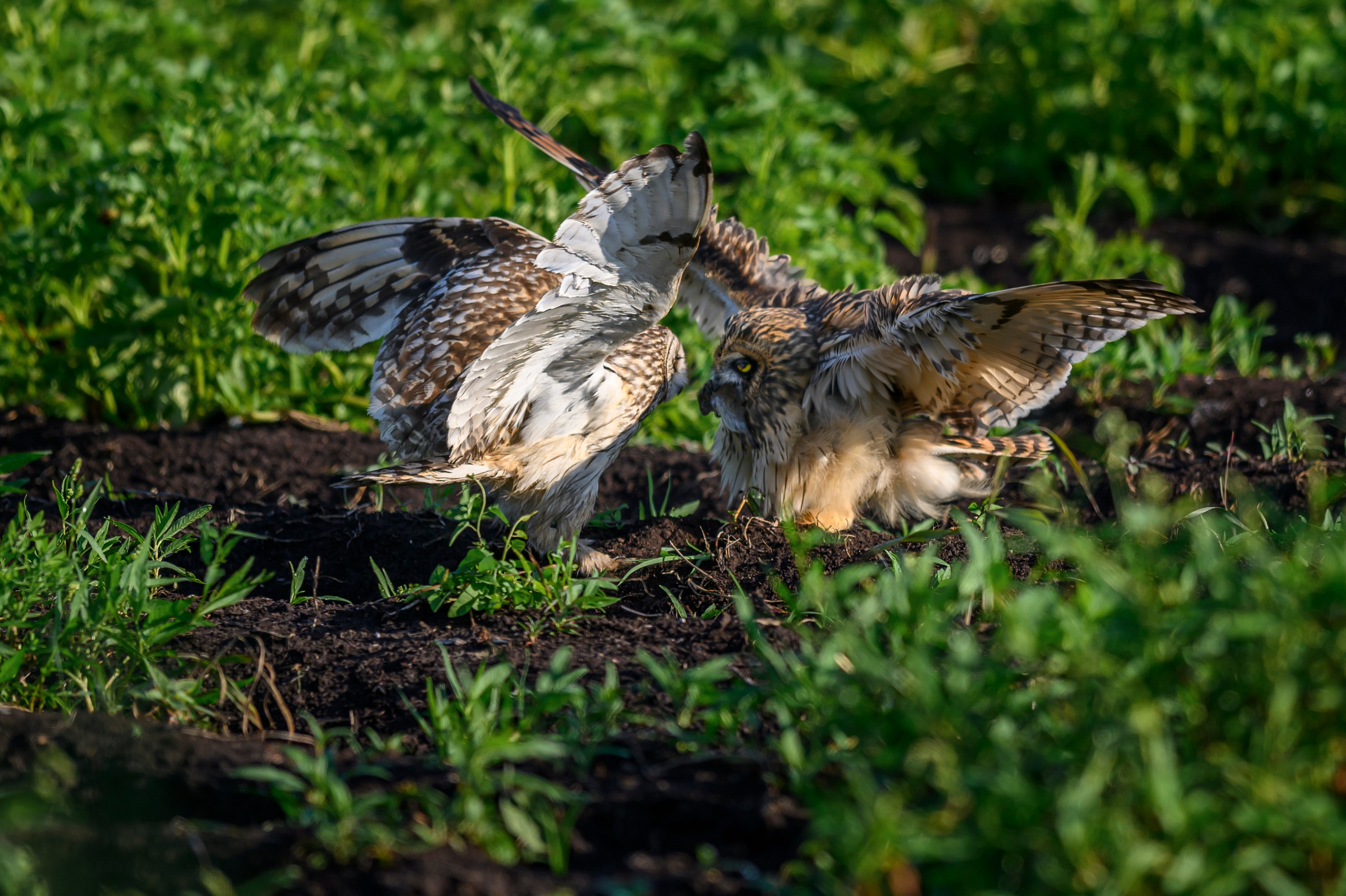 Совята завтракают. The owlets are having breakfast. Wildlife photography by Sergey Puponin