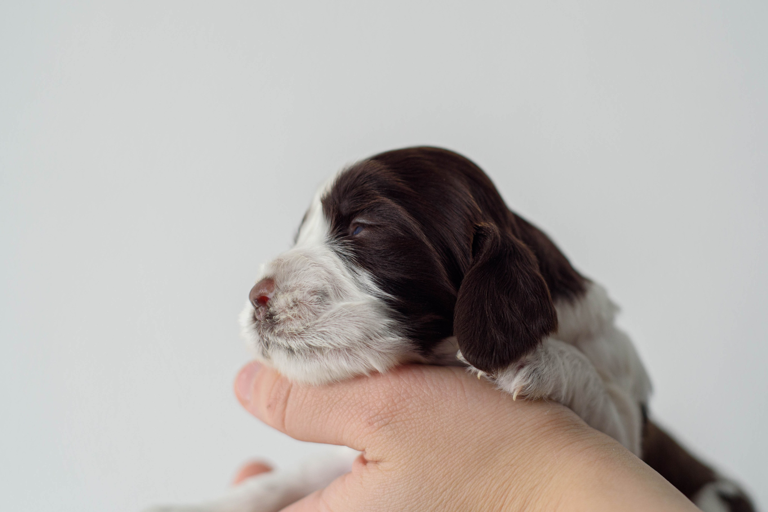 Щенки Вестмур. Дубль2. Мотофотограф в Нижнем Новгороде Динара Зуйкова