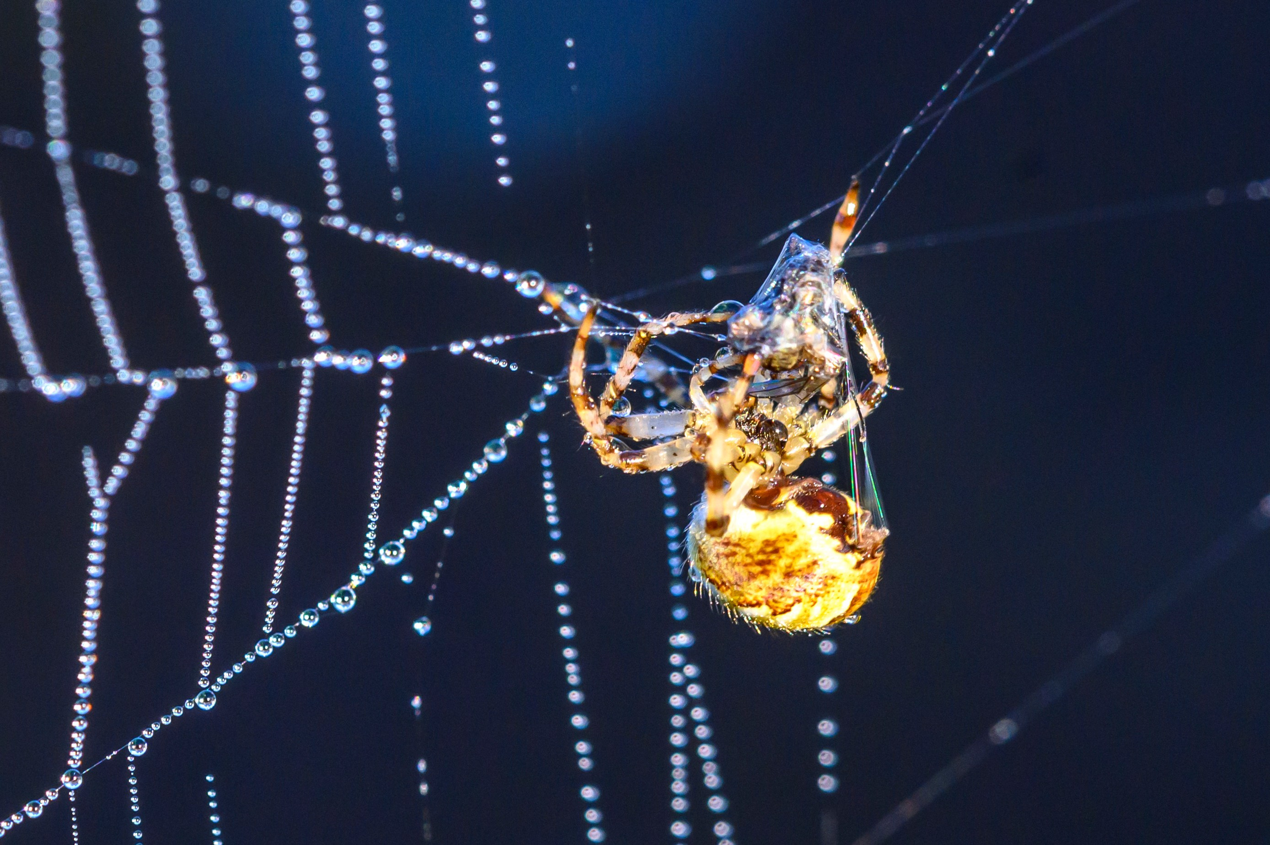 Первая охота совят. The first hunt of owlets. Фотограф Сергей Пупонин